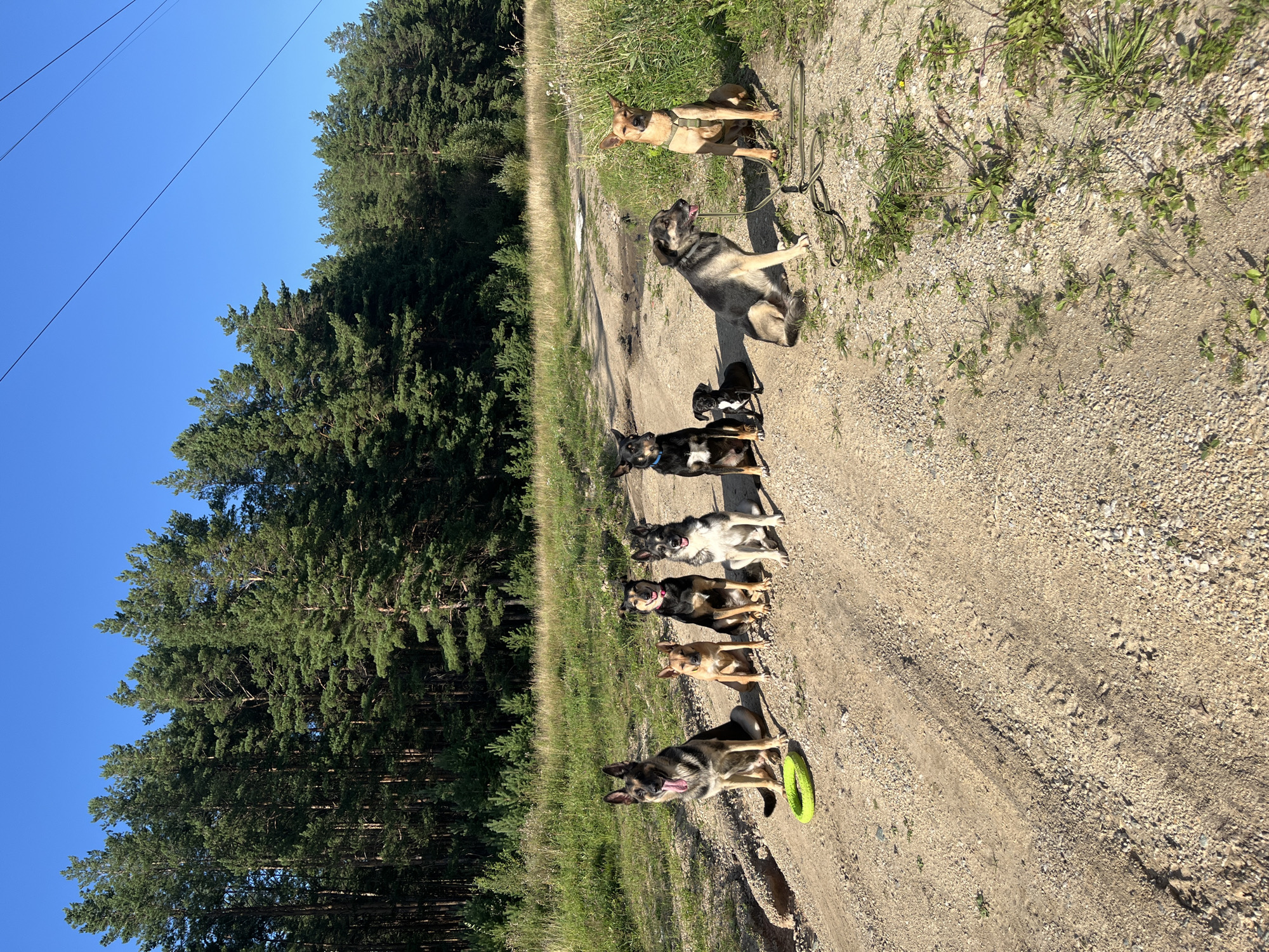 The image depicts a group of nine dogs of various breeds and sizes sitting in a line on a dirt road. The dogs are positioned in the foreground, with a forest of pine trees in the background. The sky is clear and blue. The road appears to be in a rural or natural setting, possibly a park or a trail. The dogs are all looking towards the camera. One dog on the far left is panting with its tongue out. A bright green ring toy is on the ground in front of this dog. The dog on the far right is wearing a tan harness. The overall lighting suggests it is daytime. The location is described as the city of Nizhny Tagil, Russia.