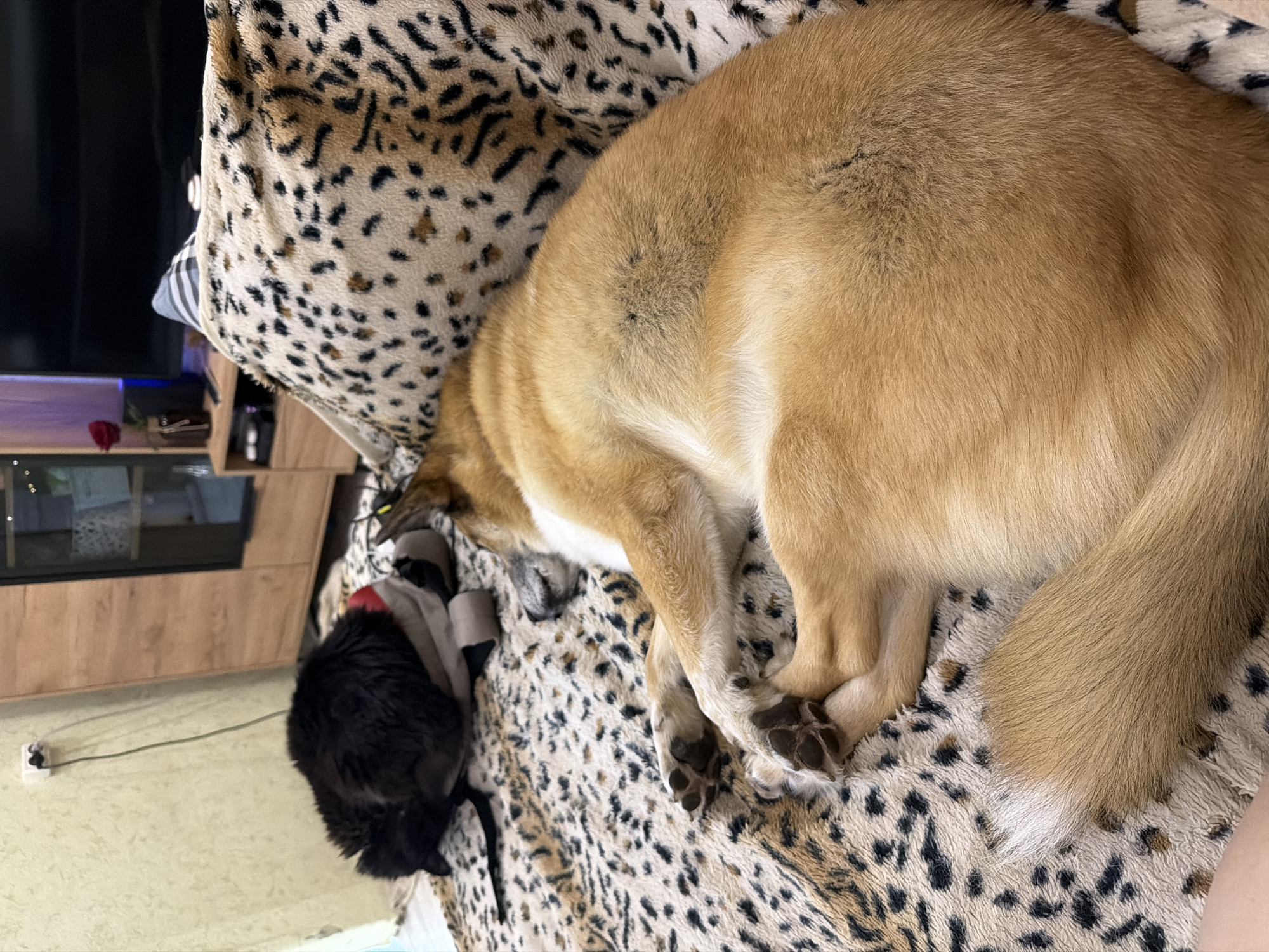 Two domestic animals, a dog and a cat, are resting on a couch covered with a leopard-print blanket. The dog, a medium-sized breed with tan and white fur, is lying on its side with its head resting on its paws. The cat, which is black and appears to be a long-haired breed, is curled up asleep in the background on top of a grey and red backpack. The background shows a wall outlet with a plug, a wooden cabinet, and a television. The overall scene suggests a relaxed domestic environment. The location is a residential interior in Petropavlovsk-Kamchatsky, Russia.