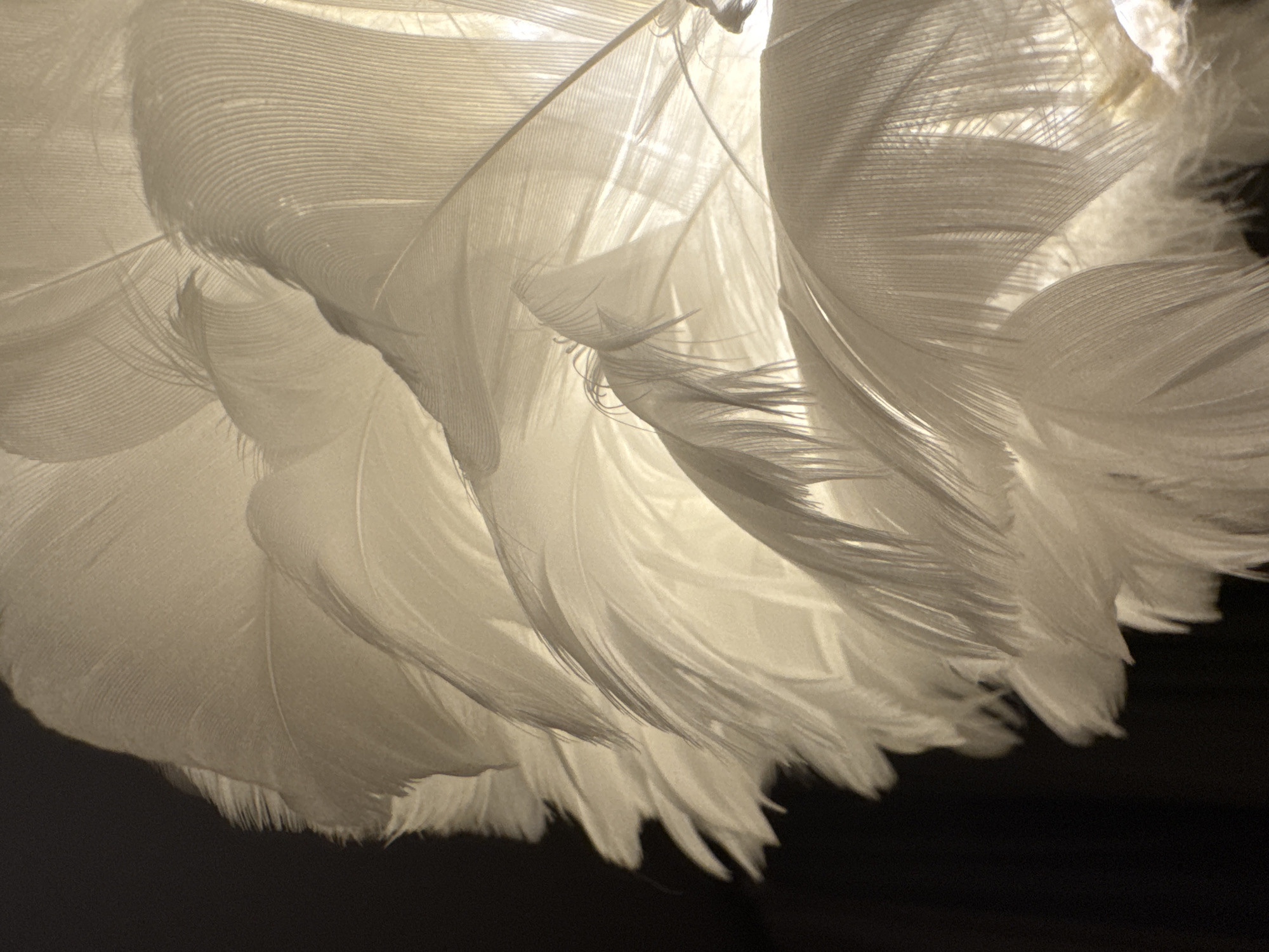 A close-up shot focuses on a cluster of white feathers against a dark backdrop. The feathers are densely packed, creating layers and curves. Light filters through the feathers, highlighting their texture and fine structure. The location is not provided in the image, and the query about the city of Chaikovsky, Russia, cannot be addressed without additional information.