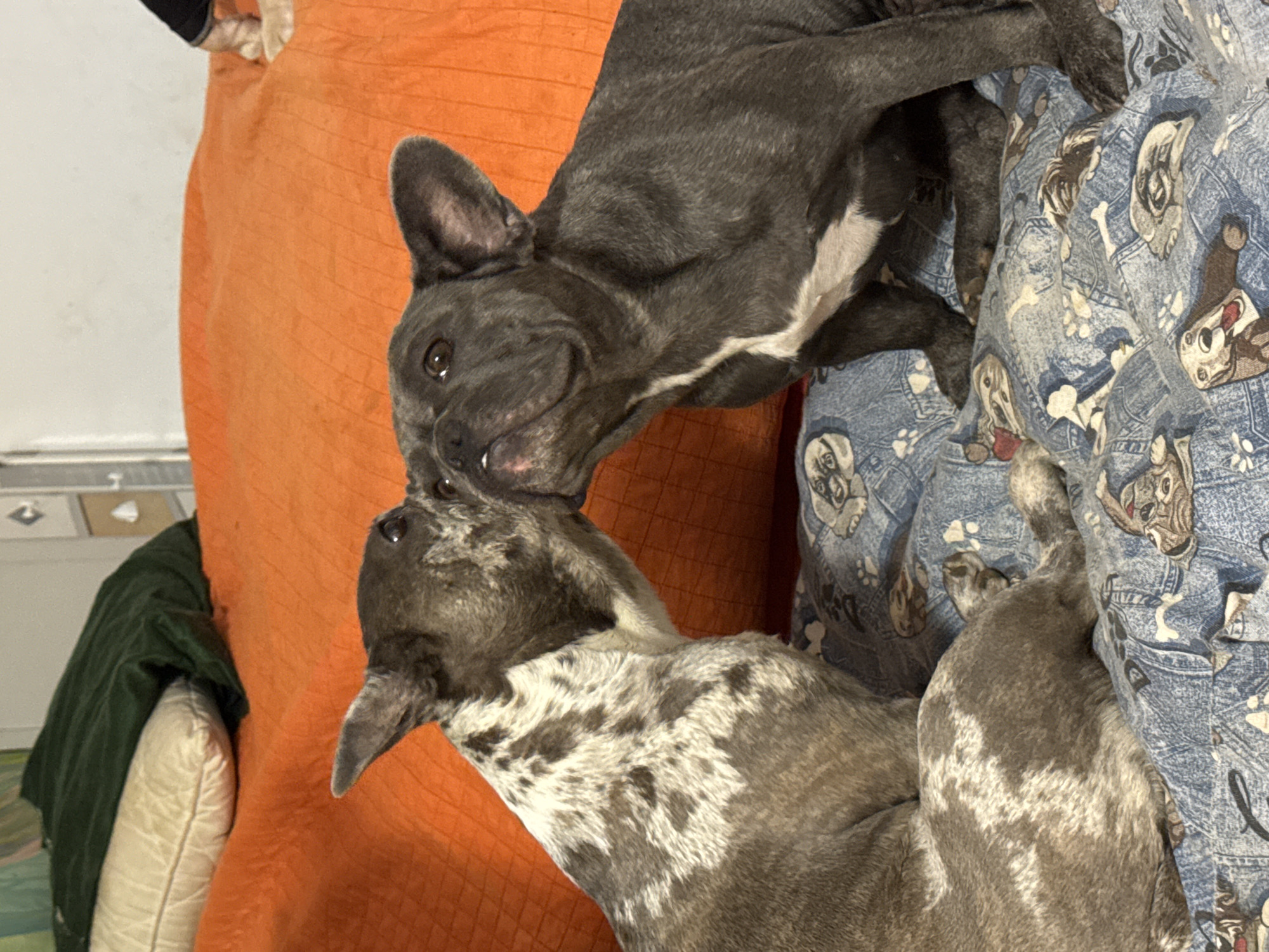 Two French Bulldogs are interacting on a bed with an orange comforter and a blue, patterned sheet depicting dogs and bones. The dog on the left has a mottled grey and white coat, and the dog on the right is solid dark grey with a white marking on its chest. They appear to be nuzzling or sniffing each other. In the background, there are pillows and the edge of the orange comforter, with a hint of a white wall. There are no visible elements connecting this image to San Benedetto del Tronto, Italy.