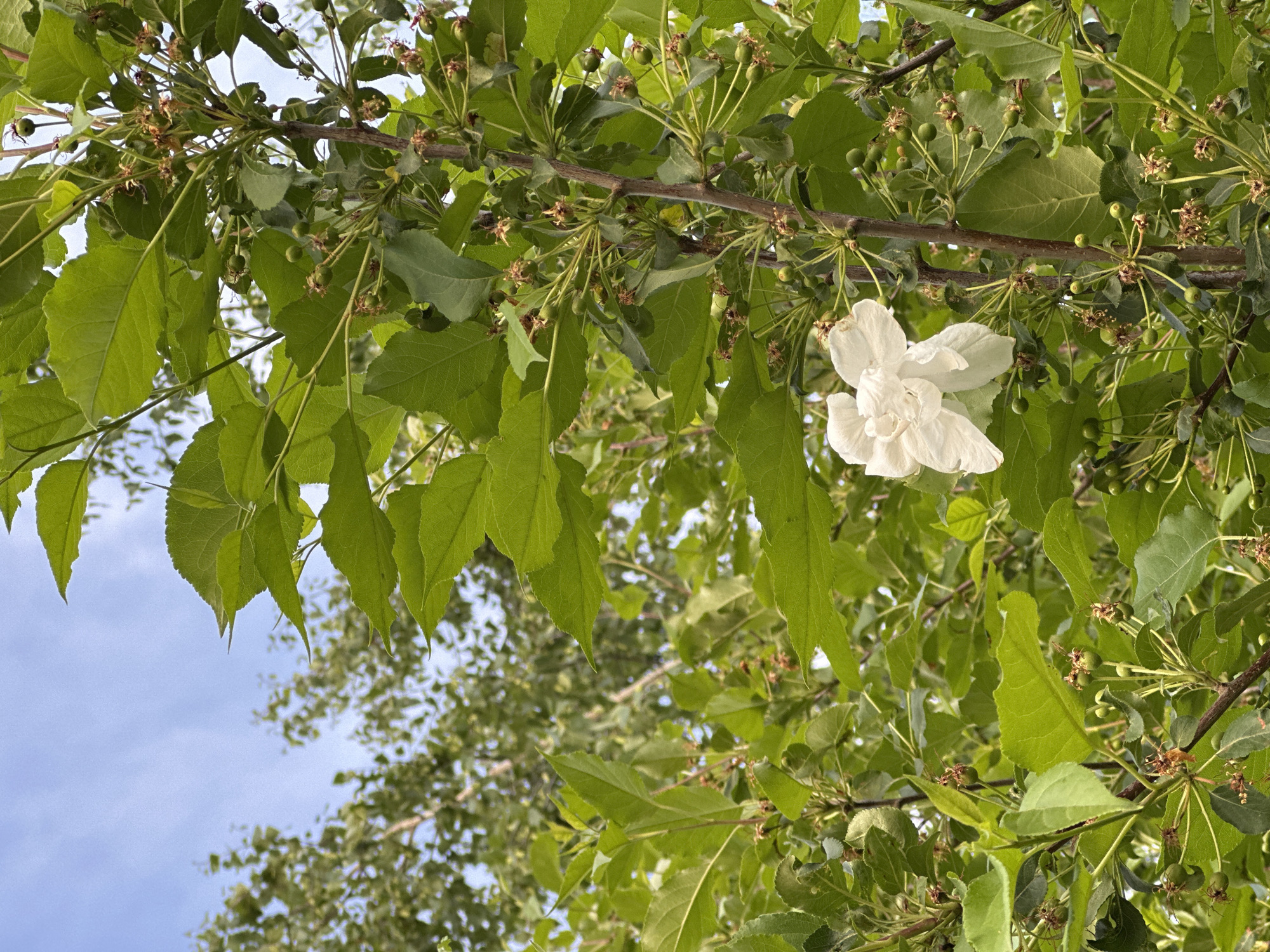 The image shows a tree branch with green leaves, small green fruits, and a single white flower. The sky is visible in the background, suggesting an outdoor location. The exact location is unknown.