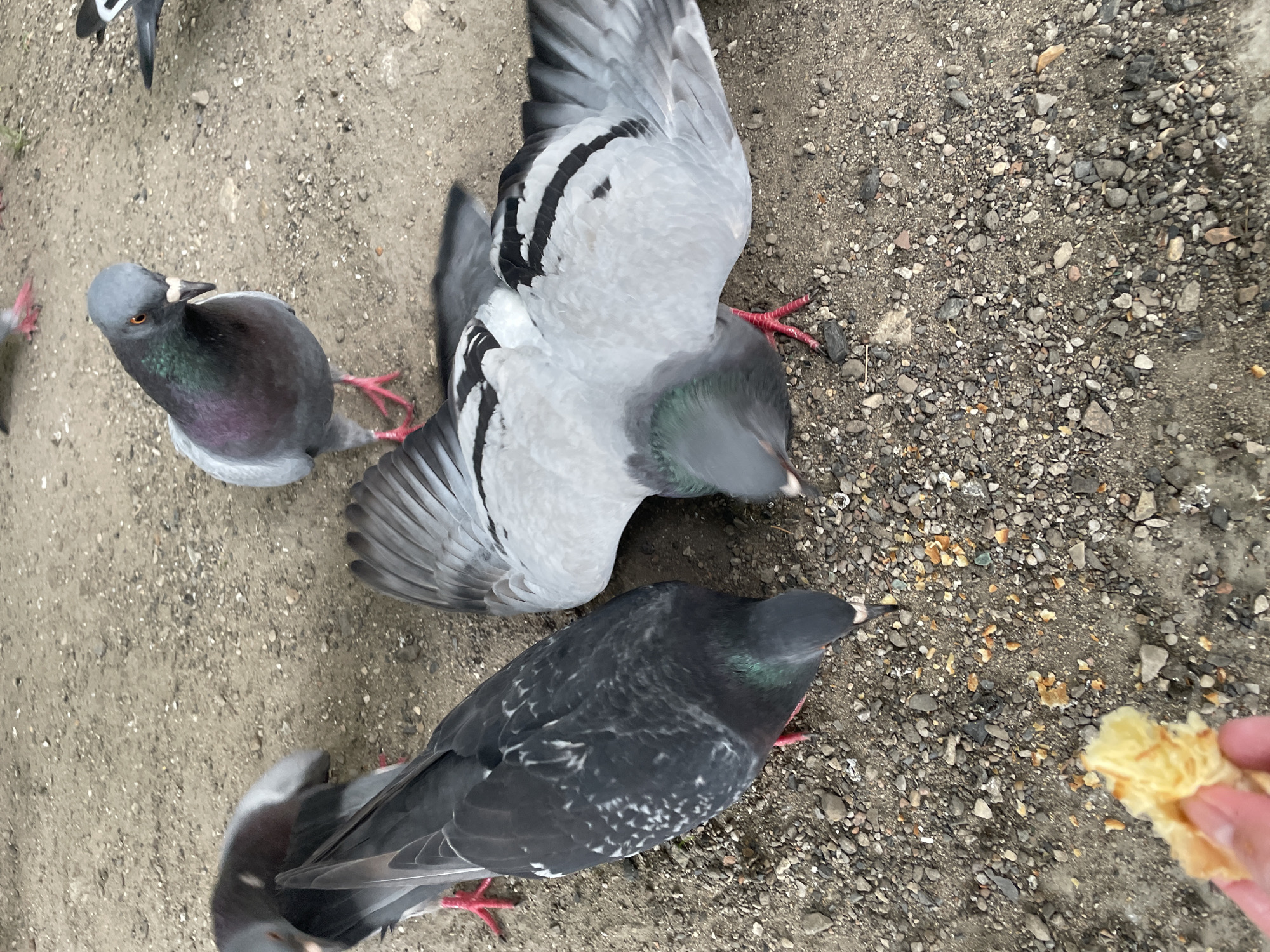 The image shows a group of pigeons gathered on a dirt and gravel surface, likely in an outdoor urban setting in Moscow, Russia. Several pigeons are visible in various states of activity. One pigeon, with iridescent neck feathers and distinct black wing bars, is lying on its back with its wings spread wide. Another pigeon is shown from a top-down perspective, with its head lowered as if pecking at the ground. A third pigeon, a darker grey with lighter flecks on its wings, is also present. In the lower right corner, a hand is offering a piece of what appears to be bread or a pastry to the pigeons. The ground is a mixture of dirt and small stones, with scattered crumbs. The overall lighting suggests it is daytime, but the weather appears overcast. No text is visible in the image.