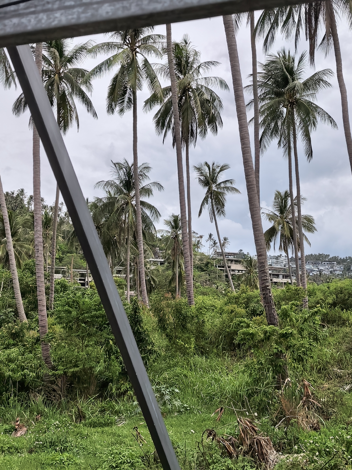 A tropical scene unfolds with numerous tall, slender palm trees dominating the foreground and midground, their fronds reaching towards an overcast sky. The trees are set against a backdrop of lush green vegetation, with a dense undergrowth of grasses and smaller bushes. In the mid-distance, partially obscured by the trees, are the structures of buildings, appearing to be either under construction or perhaps abandoned, with exposed concrete frameworks visible. Further in the background, several modern white buildings with multiple levels are clustered on a hillside, suggesting a developed area or resort. The overall impression is one of a verdant, possibly developing, tropical environment with a mix of natural beauty and human construction. The image is captured from a slightly elevated perspective, looking out over the landscape. The location is Ko Samui District, Thailand.