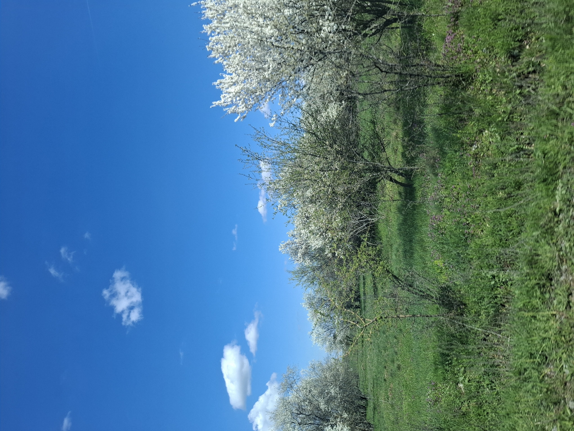 The image shows a landscape, possibly in or near Doktor-Iosifovo, Bulgaria, with a clear blue sky dotted with a few white clouds on the left side of the frame. On the right side of the frame, there is a line of trees in full bloom with white flowers. Beneath the trees is a field of green grass. The image is oriented vertically, giving the impression of a slightly tilted or rotated view. There are no visible people or indications of human activity beyond the cultivated landscape. The focus is on the natural environment, specifically the blooming trees, grass, and sky.