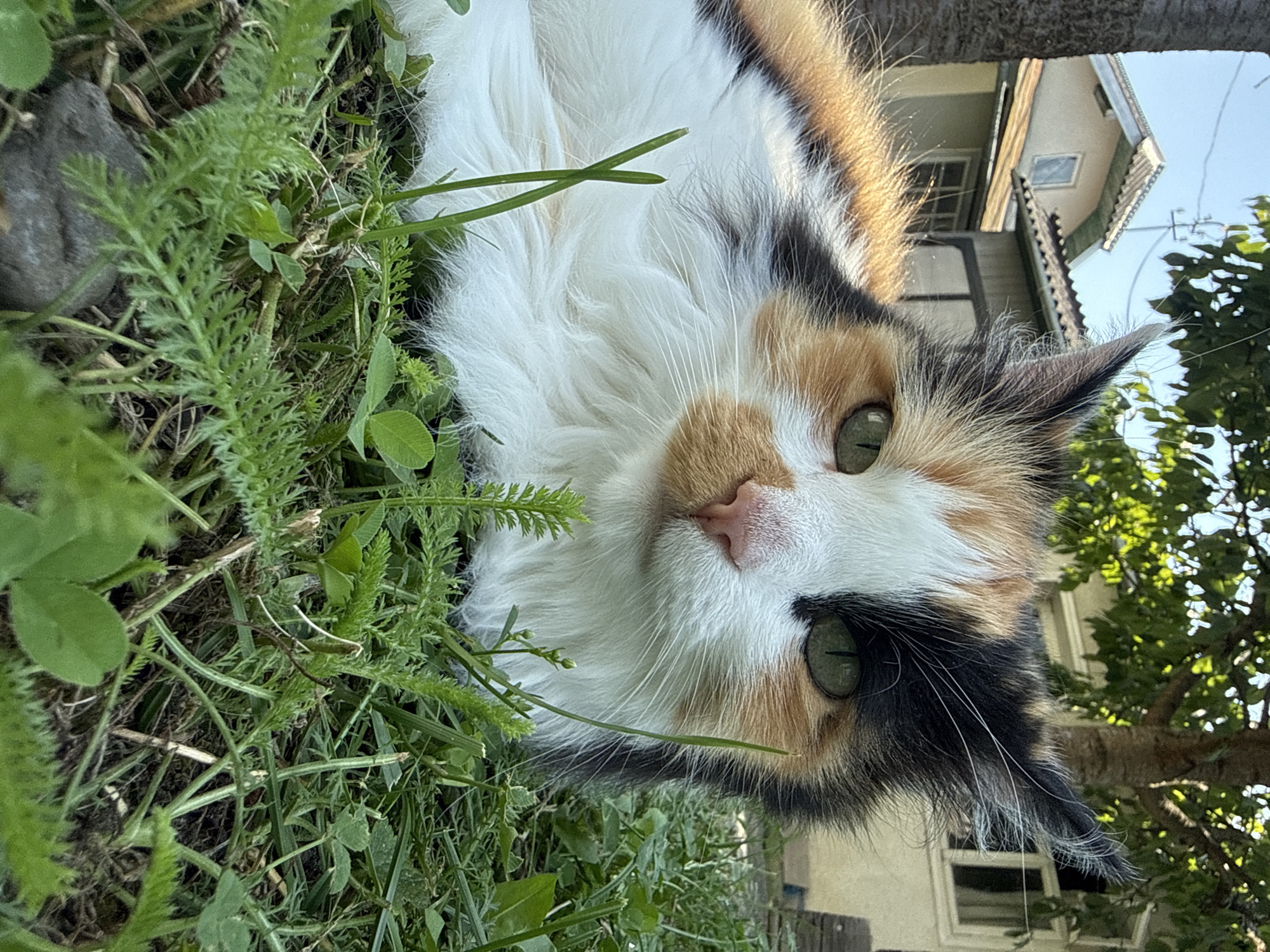 A close-up, low-angle shot captures a calico cat lying in lush green grass. The cat's face is the primary focus, with its distinctive tri-colored fur — white, orange, and black — clearly visible. Its green eyes are wide open and looking directly at the camera. The cat has a fluffy white chest and belly, with patches of orange and black fur on its back and head. In the background, a blurred residential scene is visible, featuring houses with tiled roofs, trees with green leaves, and a clear blue sky. The setting appears to be outdoors, possibly a backyard, with the natural elements of grass and foliage dominating the foreground.