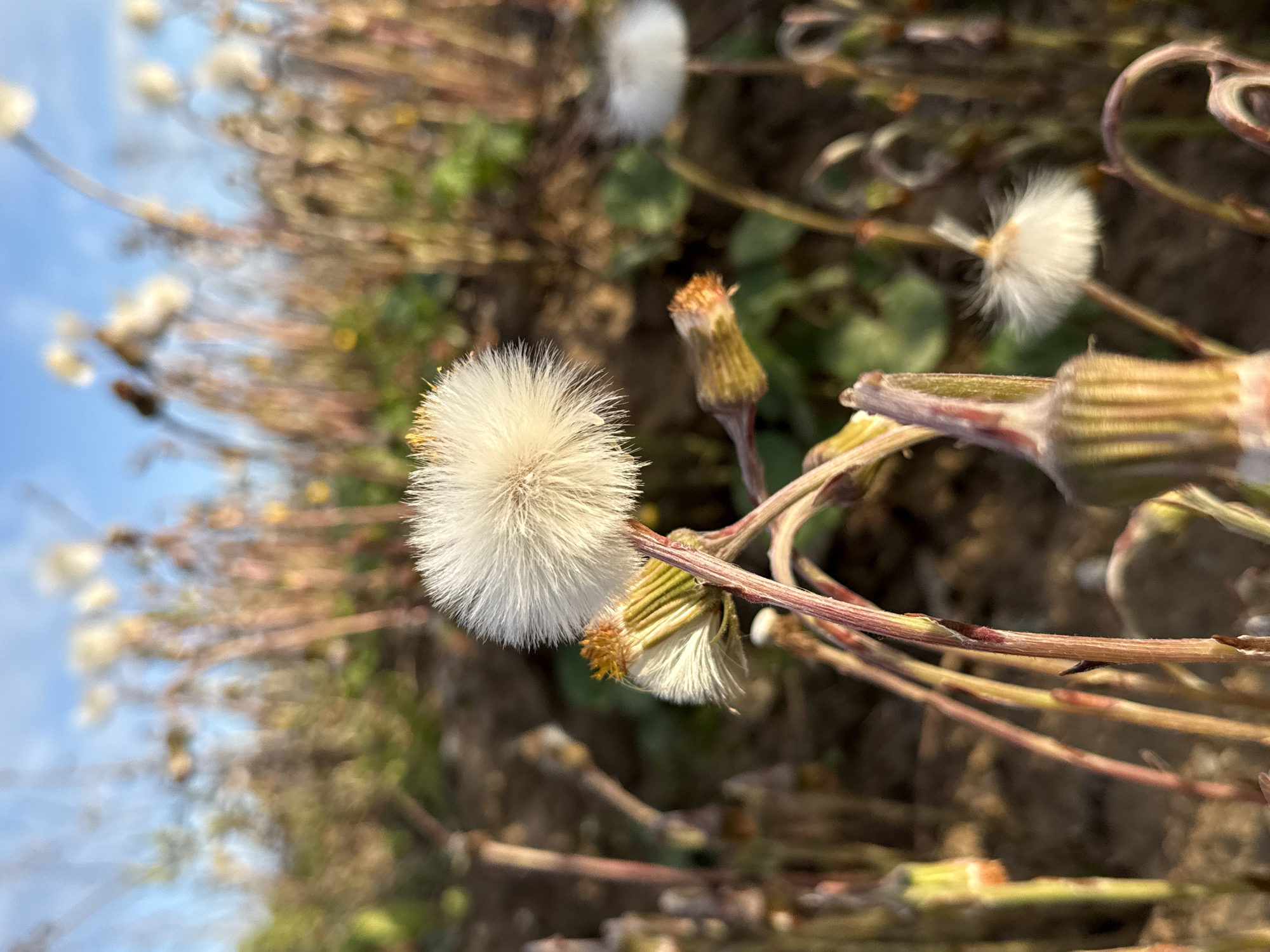 The image shows a close-up of several seed heads of the Coltsfoot plant (Tussilago farfara) in their pappus stage, commonly referred to as "dandelion clocks". The foreground features a prominent, fully developed seed head with a spherical, white, fluffy appearance. Several other seed heads, some partially disintegrated or in a state of decay, are visible in the immediate surroundings. These seed heads are attached to thin, reddish-brown stems with visible leaf bases. The background is blurred, suggesting an outdoor environment with a mix of vegetation and possibly soil. Given the prompt, it is reasonable to assume this scene is somewhere in Gorleston-on-Sea, United Kingdom. The sky is visible in the top left corner and is light blue. The photograph is taken with a shallow depth of field, focusing on the primary seed head.