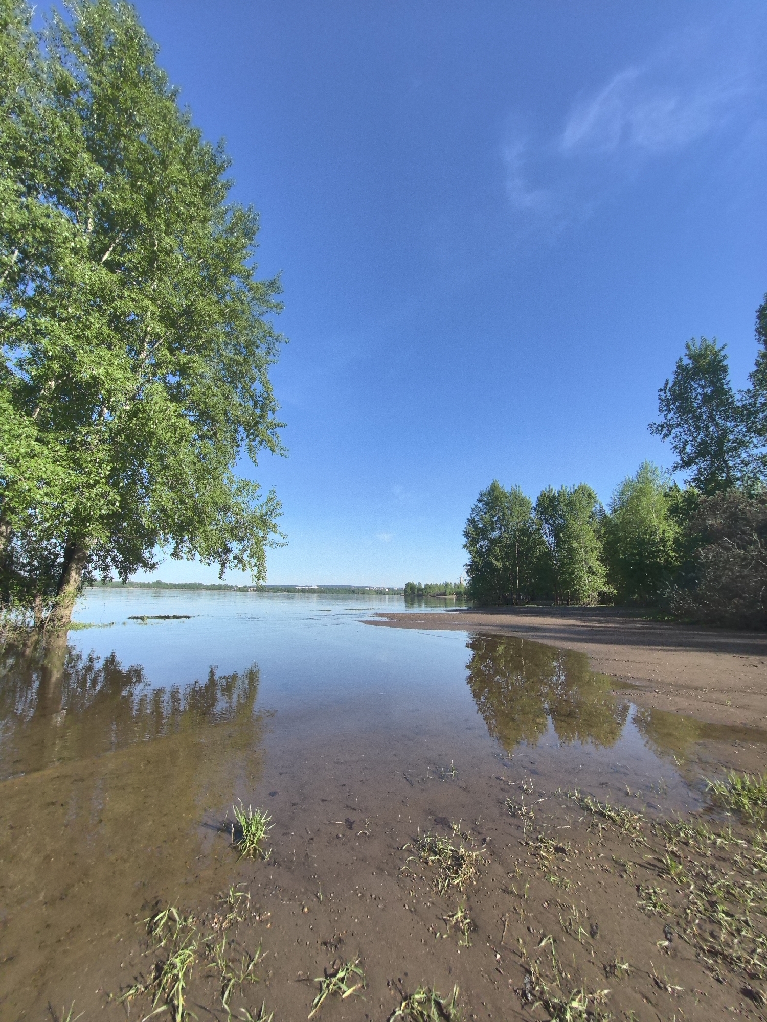 The image shows a waterlogged area on the bank of a river or lake. The foreground is muddy, with grass growing sparsely. The water reflects the sky and trees, blurring the line between water and land. A large tree with green leaves stands on the left side of the image, its branches extending over the water. In the background, there is a line of trees and some indistinct buildings on the horizon, possibly indicating the city of Noviy, Russia. The sky is clear blue with a few wispy clouds.