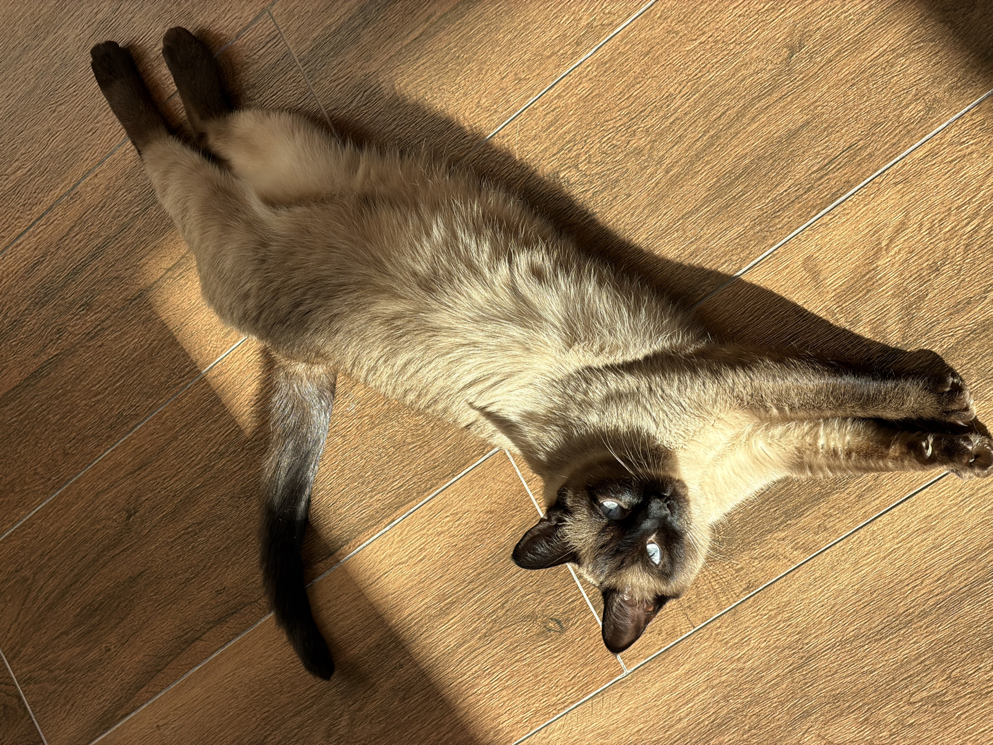 A Siamese cat is lying on its back on a wood-patterned floor. The cat's head is towards the bottom center of the image, and its body extends diagonally towards the top. Sunlight is casting a shadow across part of the floor and cat. The cat's eyes are open and blue. The floor appears to be indoors. No people are visible. The scene does not appear to be located in a city.