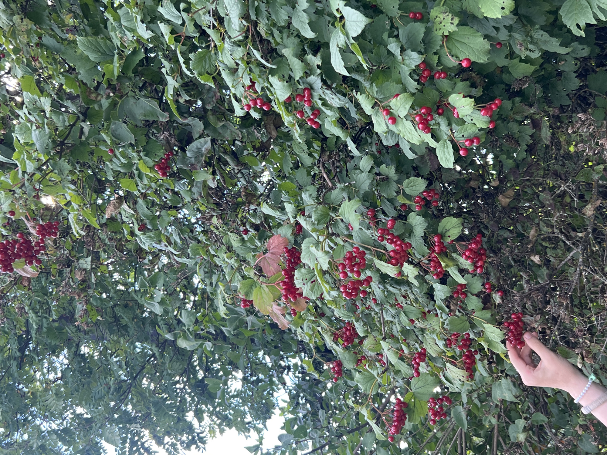 A hand is shown picking bright red berries from a large bush with green leaves. The berries are clustered together on thin branches. The bush is dense and appears to be outdoors, with some sky visible in the upper left corner. The image appears to be taken in the city of Strakhovo (Sitnikovskii S/S), Russia.