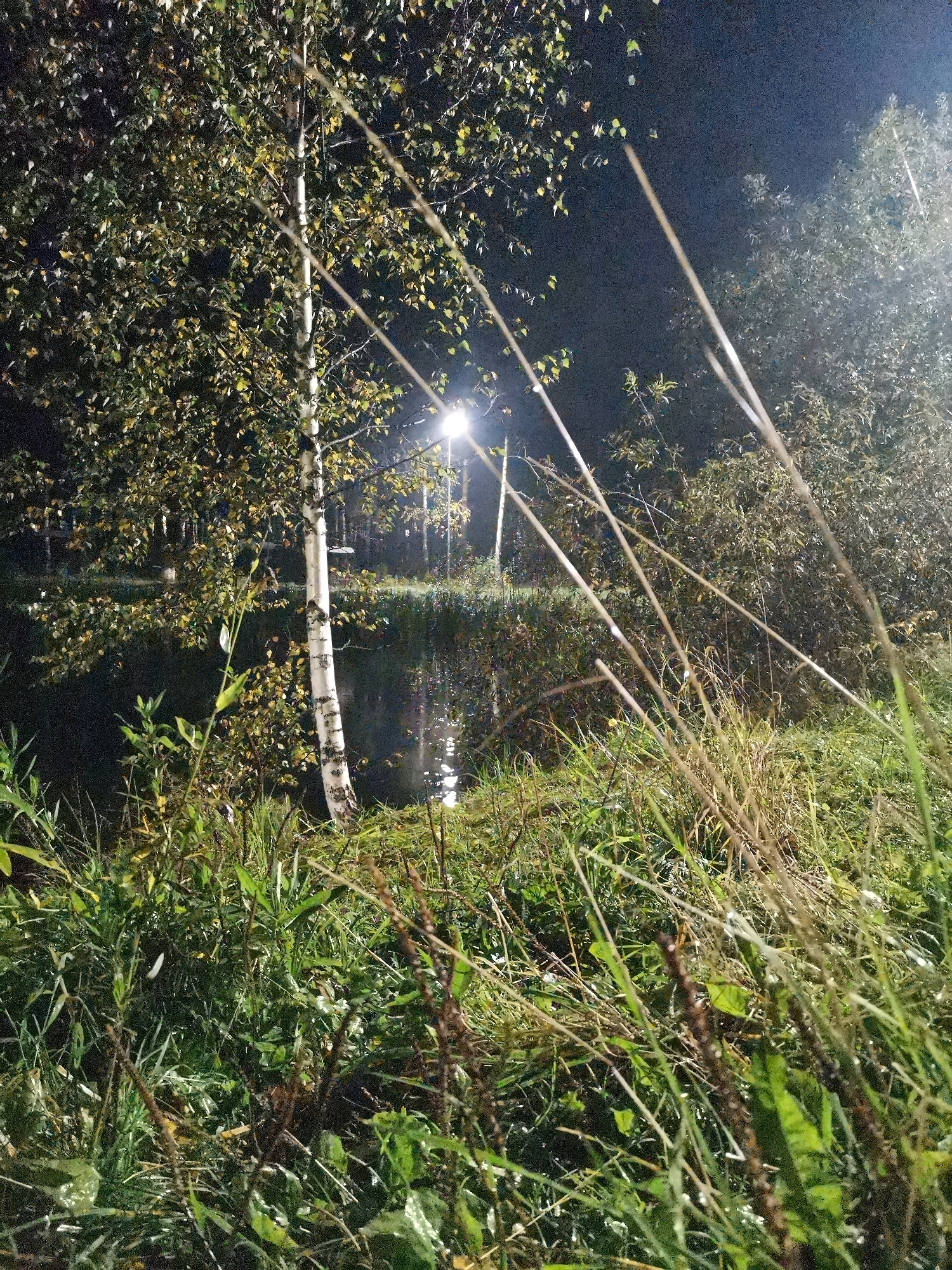 The image depicts a nighttime scene at the Kizel reservoir in Kizel, Russia. A white birch tree with green and yellowing leaves stands in the foreground, its trunk illuminated by artificial light. Behind the tree, a body of water reflects the light, suggesting a dark, possibly overcast night. The surrounding area is overgrown with green grass and dry stalks of vegetation, some of which are caught in the foreground, obscuring parts of the scene. In the background, more trees and foliage are visible, also dimly lit by artificial sources, likely streetlights. The overall atmosphere is one of a natural landscape at night, with man-made lighting impacting the visibility. There are no people or animals clearly visible in the image.
