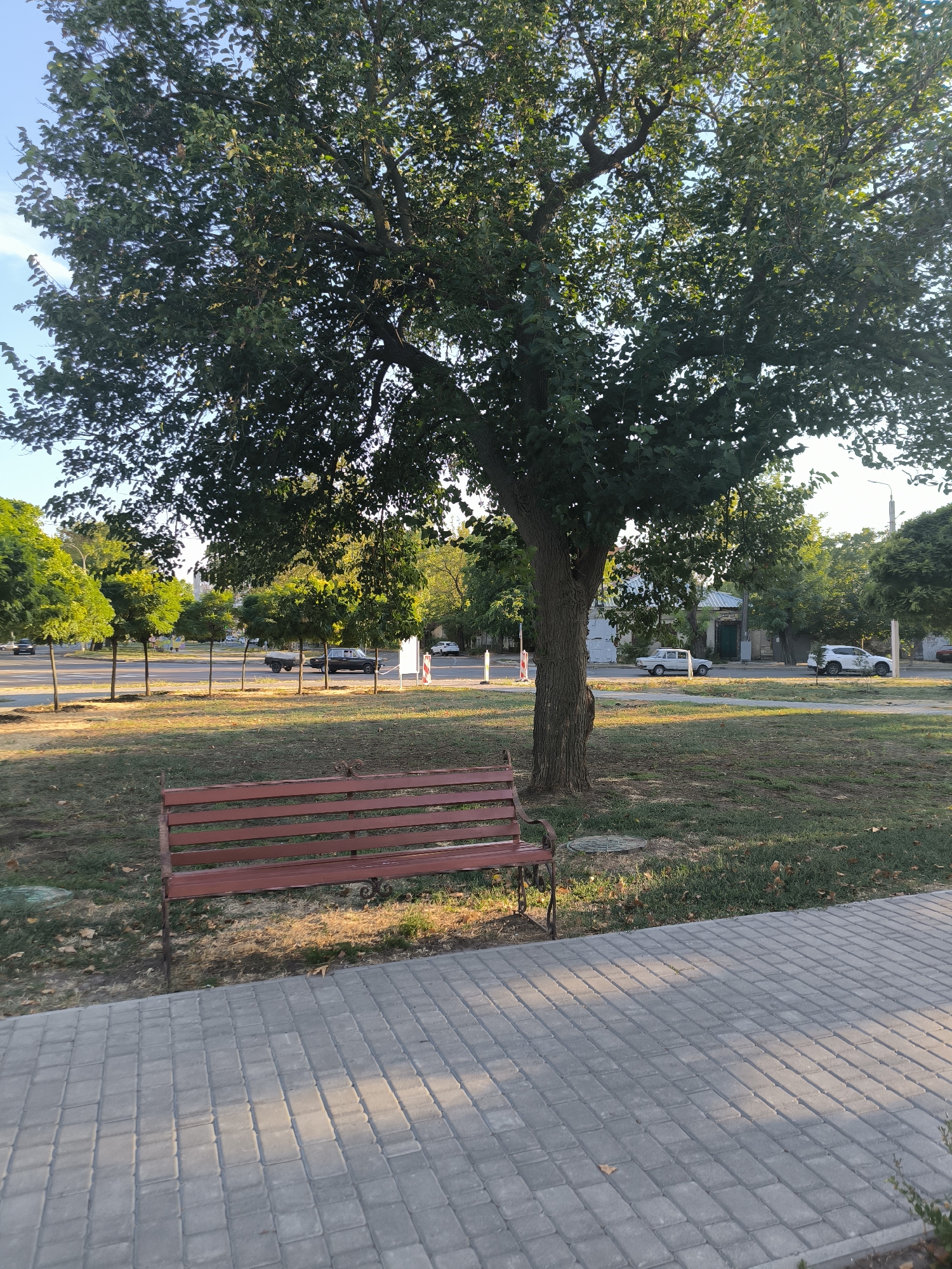 In Mykolaiv, Ukraine, a park bench is positioned on a paved walkway in a grassy area shaded by a large tree. The bench is made of red wood with a metal frame. Beyond the park area, a street is visible with cars driving and parked. There are also several small, well-maintained trees lining the street. Buildings and more trees are seen in the background, with a clear sky overhead. The lighting suggests it is either early morning or late afternoon.