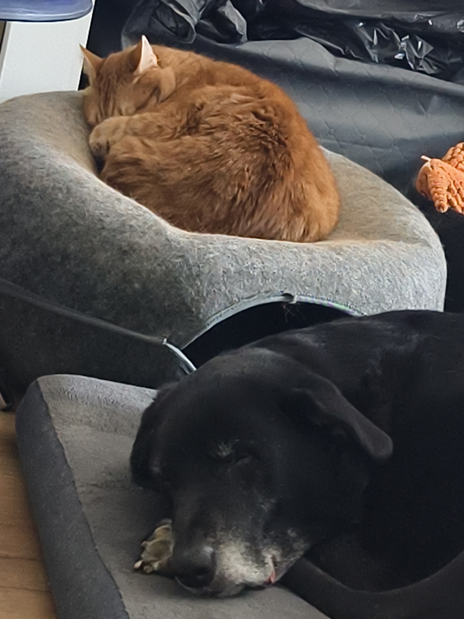 A close-up shot shows an orange tabby cat curled up and sleeping in a round, light-gray pet bed. Below the cat, and slightly overlapping, is a black dog also sleeping in a gray pet bed. The scene is indoors, with some dark material in the background. The location is Petah Tikva, Israel.