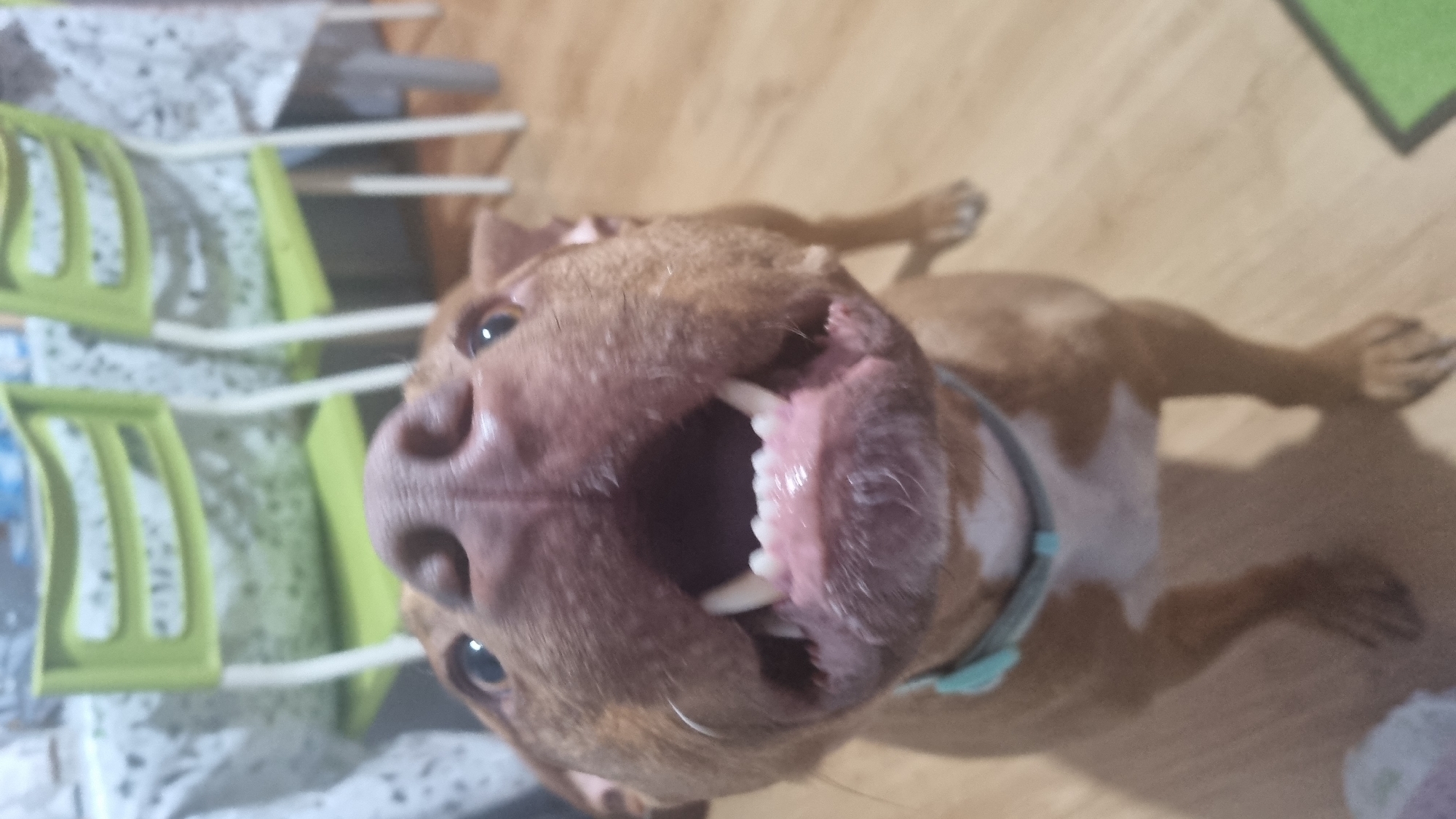 A close-up, low-angle shot features a brown and white dog looking directly at the camera with its mouth wide open. The dog has short, brown fur with white markings on its chest and face, and is wearing a light blue collar. Its bright, dark eyes are visible, suggesting engagement. The dog's snout is prominent due to the close proximity of the camera, and its mouth is agape, revealing a full set of clean, white teeth and a pink tongue. This expression could indicate a bark, yawn, or playful gesture.
The dog is positioned on a light brown wooden floor, which takes up the majority of the background space. To the left, blurred green and white furniture, possibly a drying rack or shelving unit, is visible against a lighter wall or surface, indicating an indoor domestic setting. The lighting is soft and even, suggesting an indoor environment without harsh natural light. The overall impression is one of a lively and engaging pet. There is no visible text, and the time of day is not discernible from the indoor lighting. The image captures a candid moment of the dog interacting with the camera.