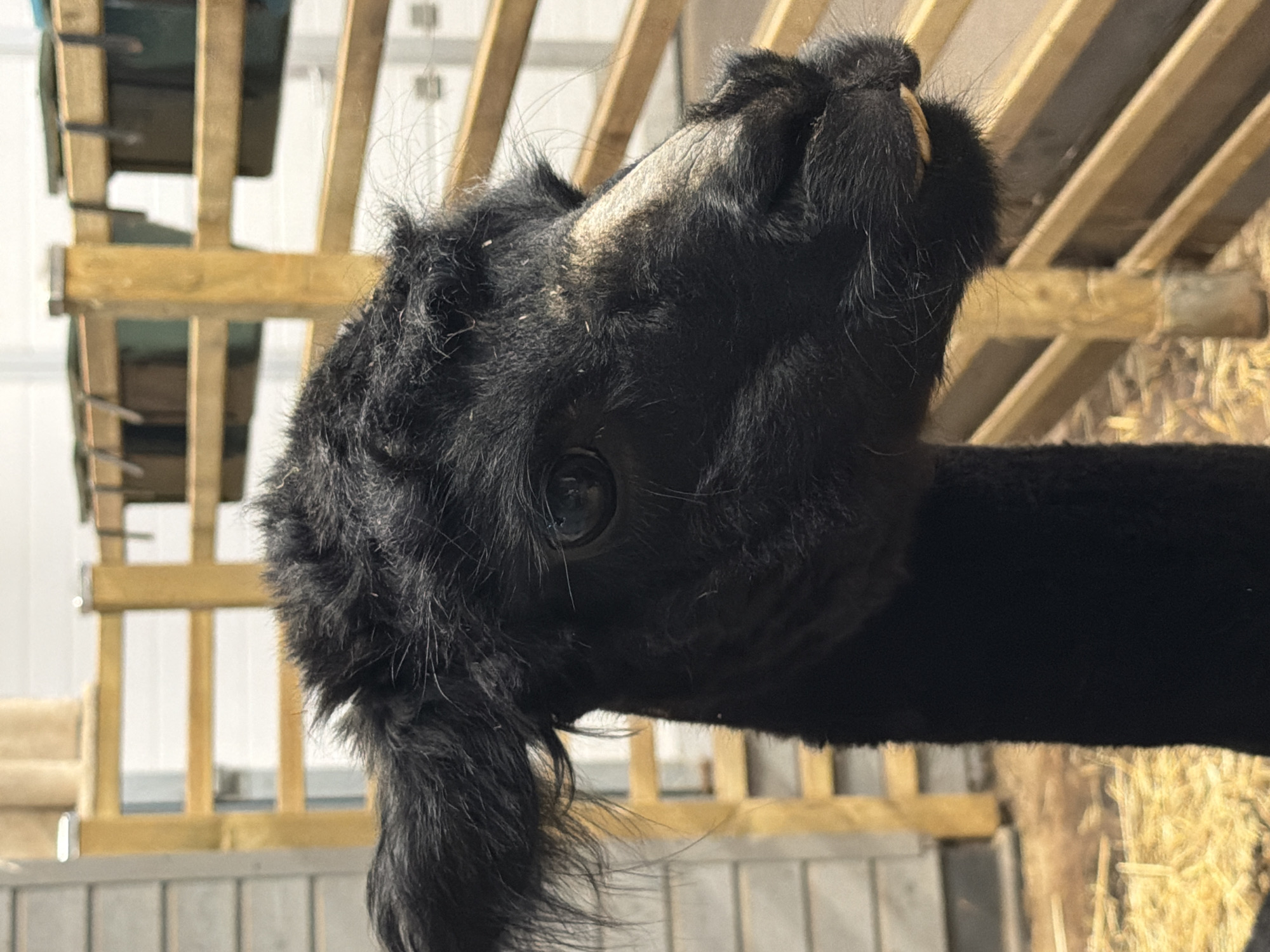 The image is a close-up, eye-level, medium shot of a black alpaca's head and neck. The alpaca is facing to the right, with its dark eye prominent and its nose and mouth visible. The alpaca has a fluffy mane and tufts of hair around its ears. The background consists of a wooden fence with horizontal slats and vertical posts, and a building wall on the left. There is straw on the ground in the foreground. The scene appears to be an animal enclosure or farm. No specific location in Vārpas, Latvia can be determined from the image.
