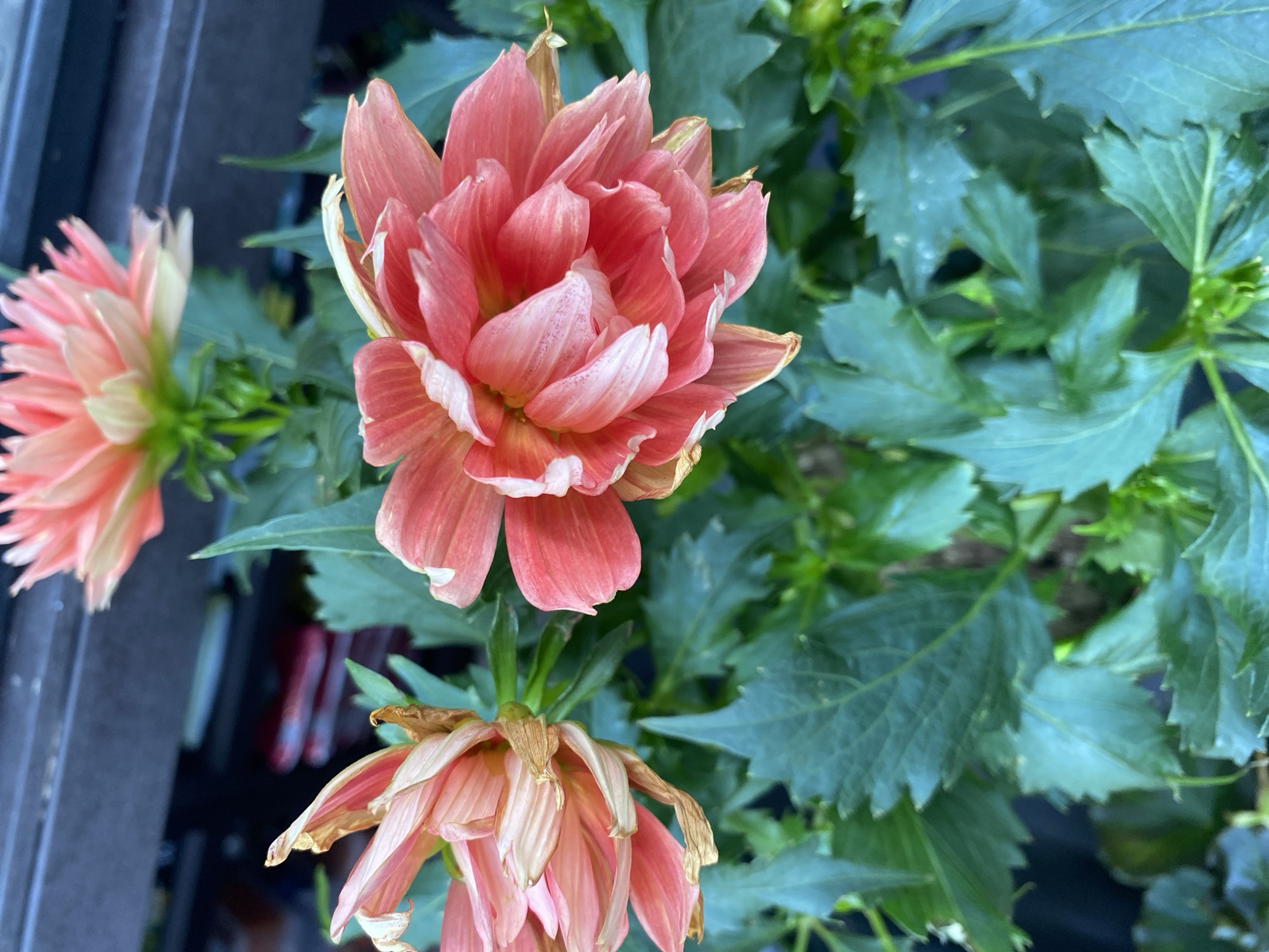 This media file captures an outdoor close-up of three dahlia flowers amidst green foliage, set in Yekaterinburg, Russia. The central focus is a vibrant dahlia blossom, exhibiting numerous tightly packed petals in striking shades of coral, salmon pink, and light orange. Some petals feature lighter, almost white edges, while a few tips show subtle browning, suggesting the flower is in a mature stage or beginning to fade.
Below the main blossom, another dahlia is distinctly wilting, with numerous petals appearing shriveled, curled, and browned, indicating it is past its peak bloom. A third dahlia, partially cropped on the left, displays similar peach and pink hues and appears somewhat fresher than the wilting one.
The flowers are set against a backdrop of rich, dark green dahlia leaves, which are deeply lobed or serrated and appear healthy. In the blurred background on the far left, a dark, vertical element, possibly a building edge or a fence, is faintly visible. Further back, indistinct reddish-orange blurs might suggest other elements of a garden or balcony setting.
The scene is illuminated by bright, natural daylight, with no harsh shadows, implying either an overcast sky or diffused sunlight. The image presents a static, serene natural scene of flowers. No human subjects, activity, or visible text are present in the frame.