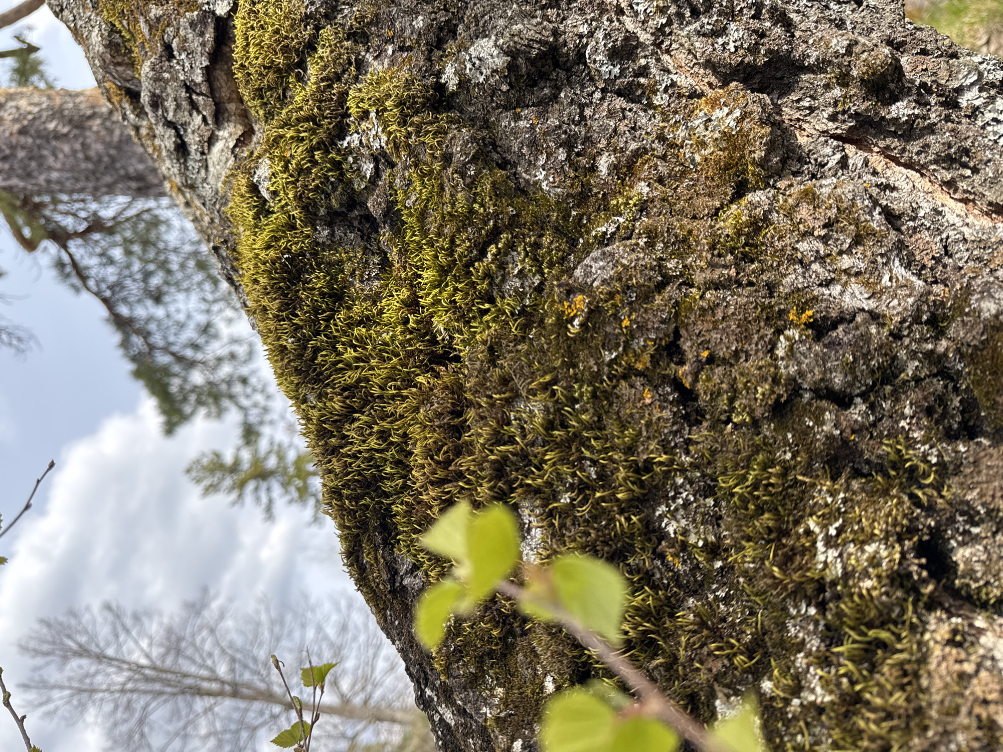 This close-up, angled photograph captures a section of a tree trunk heavily adorned with moss and lichen. The rough, furrowed bark, predominantly in shades of dark brown and gray, is a prominent feature. Dense patches of vibrant green moss, ranging from bright lime to darker olive hues, cling to the bark's surface, creating a rich texture. Interspersed with the moss are splotches of white and yellowish-orange lichen, adding further organic detail.
The image is composed with the tree trunk running diagonally across the frame. The background is softly blurred, revealing a bright, overcast sky and the indistinct outlines of other tree branches, some bare and some with emerging green foliage. This suggests an outdoor setting, likely a wooded area, in Pavlovka, Russia. In the immediate foreground, out-of-focus bright green leaves from a nearby branch are visible on the right, indicating new growth.
The lighting appears to be natural daylight, consistent with the overcast sky. There is no specific activity or event depicted, as the image focuses on the static natural elements. The presence of fresh green moss and newly sprouted leaves hints that the photograph was taken during spring or early summer. No text is visible within the image.