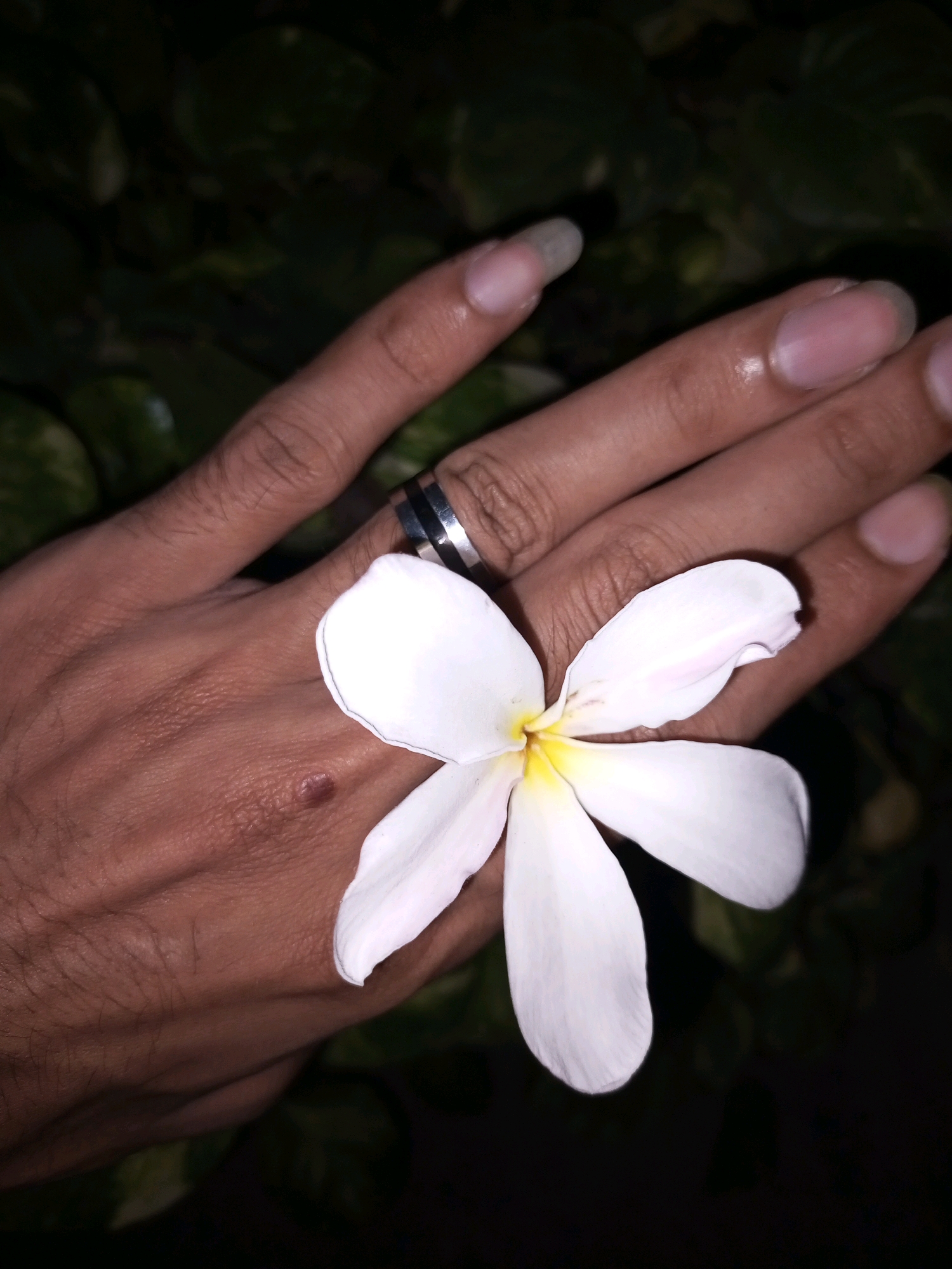 A person's hand rests with a white flower in front of a blurred green background. The hand is positioned on its side, with the palm facing upwards and the fingers extended. A silver ring with a striped design is worn on the ring finger. A small, dark mole is visible on the back of the hand. The flower, a Plumeria, has five white petals with a yellow center, and it is positioned slightly to the right of the hand, partially obscuring the palm. The background consists of dark green foliage, suggesting an outdoor setting. There is no information provided to determine the specific location within Pakpattan, Pakistan.