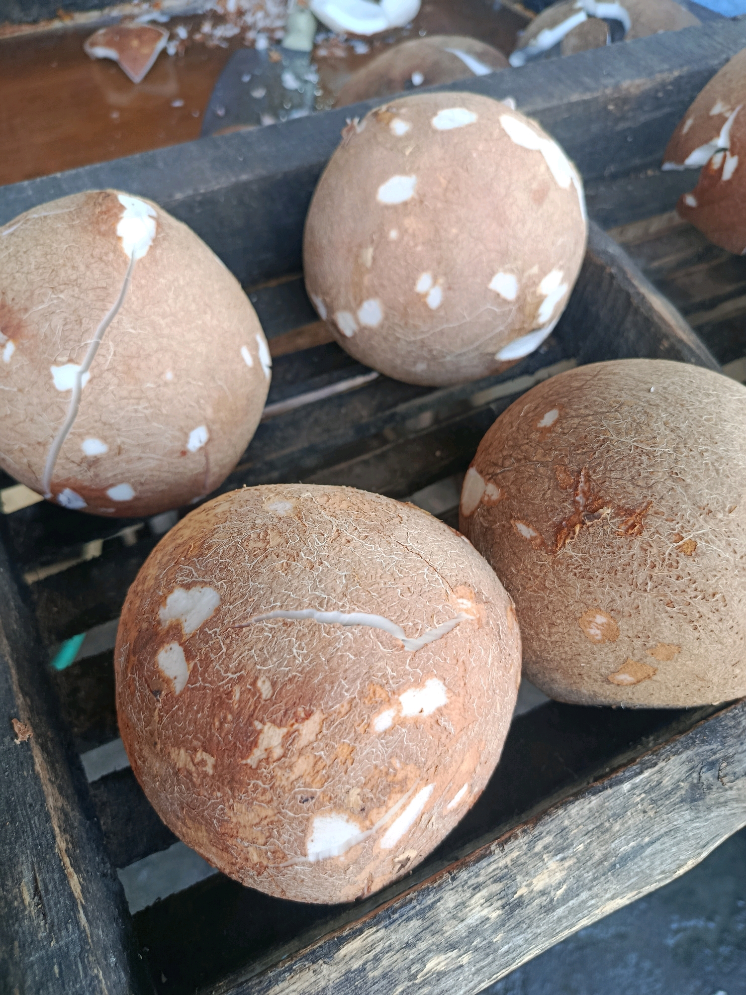 The image shows four coconuts in a wooden crate. The coconuts are round and brown, with some white patches. They appear to be fresh and are likely for sale at a market. The wooden crate is dark brown and shows signs of wear. In the background, there is a blurry area with what appears to be water and some coconut husks. The scene is outdoors, and the lighting suggests it is daytime. This image was taken in Kedungpengawas, Indonesia.