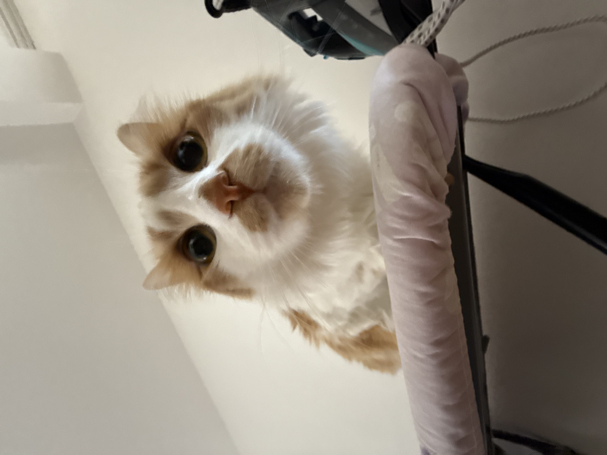 A low-angle, close-up shot captures an orange and white cat looking directly at the camera from atop a padded surface, likely an ironing board. The cat's face is the primary focus, with its large, dark eyes and light-colored fur clearly visible. The background is a plain, light-colored wall. To the right of the cat, a portion of a black and gray object with a teal accent is visible, possibly part of a vacuum cleaner or a similar household appliance. The cat's fur appears slightly fluffy and disheveled. The lighting is bright, creating a slightly blown-out effect in some areas of the image.