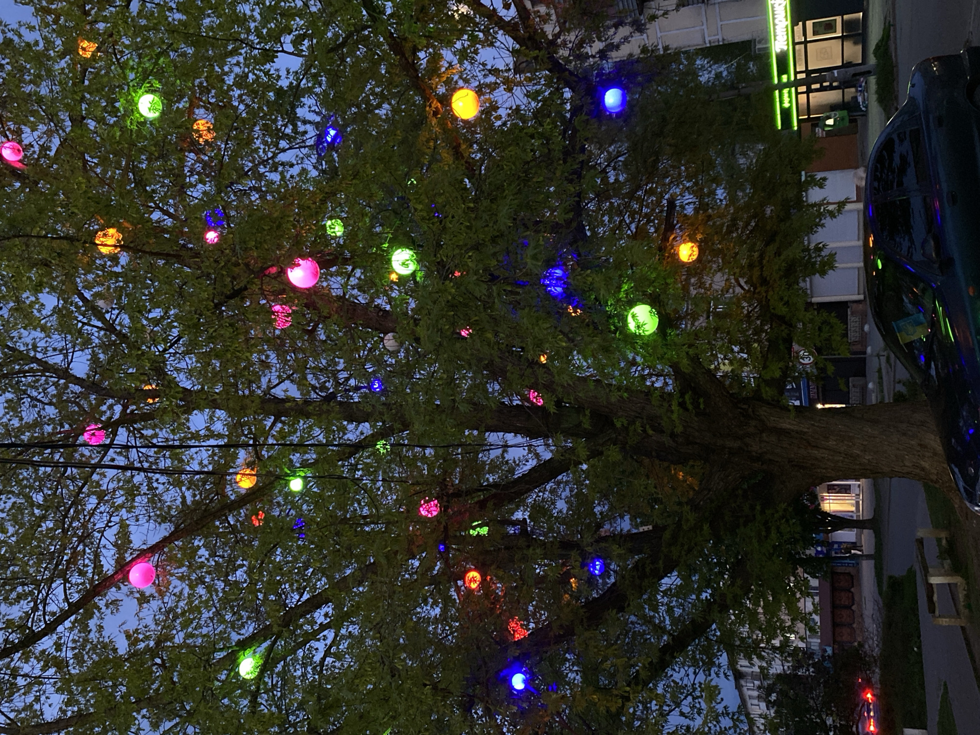The image presents an outdoor scene at dusk or early night, dominated by a large, deciduous tree adorned with numerous spherical, multi-colored lights. The lights, appearing as glowing orbs in shades of pink, orange, green, and blue, are distributed throughout the tree's branches, creating a festive display against a deep blue sky. The tree's foliage is lush and green, catching some of the glow from the lights.
On the right side of the frame, a dark vehicle, likely a car, is partially visible, reflecting some of the vibrant colors from the tree lights. In the background, behind the tree and vehicle, several urban buildings are discernible. One building stands out with a bright green neon sign, where the letters "Ren" and "ouk" are clearly legible, suggesting a business name such as "Renouck." Below this sign, some smaller, less distinct text and vertical green light strips are visible.
The scene suggests an urban or suburban setting, with a paved area or street visible near the bottom right, along with what appears to be a bench or street furniture. The colorful illumination of the tree creates a whimsical and inviting atmosphere. No people are visible in the image. The sky's hue indicates either late evening or early morning, with artificial lights providing significant illumination.