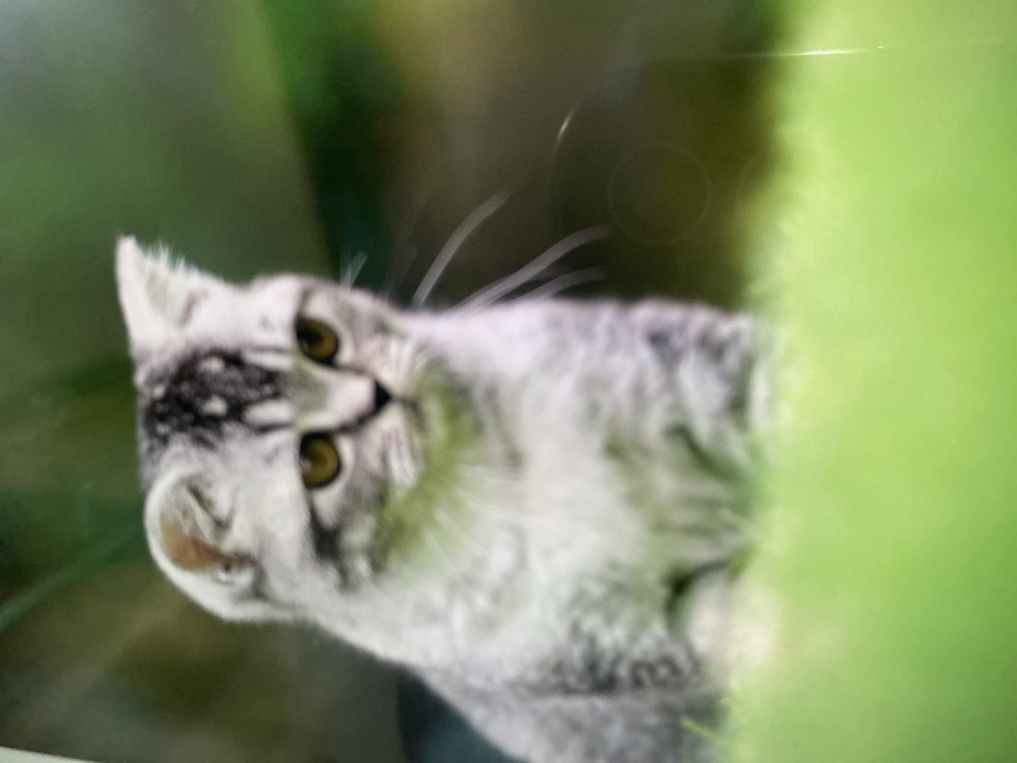 A grey and white striped kitten is sitting in bright green grass, looking to the right. The background is a blurred green foliage. The image is slightly out of focus, giving it a soft, dreamy quality.