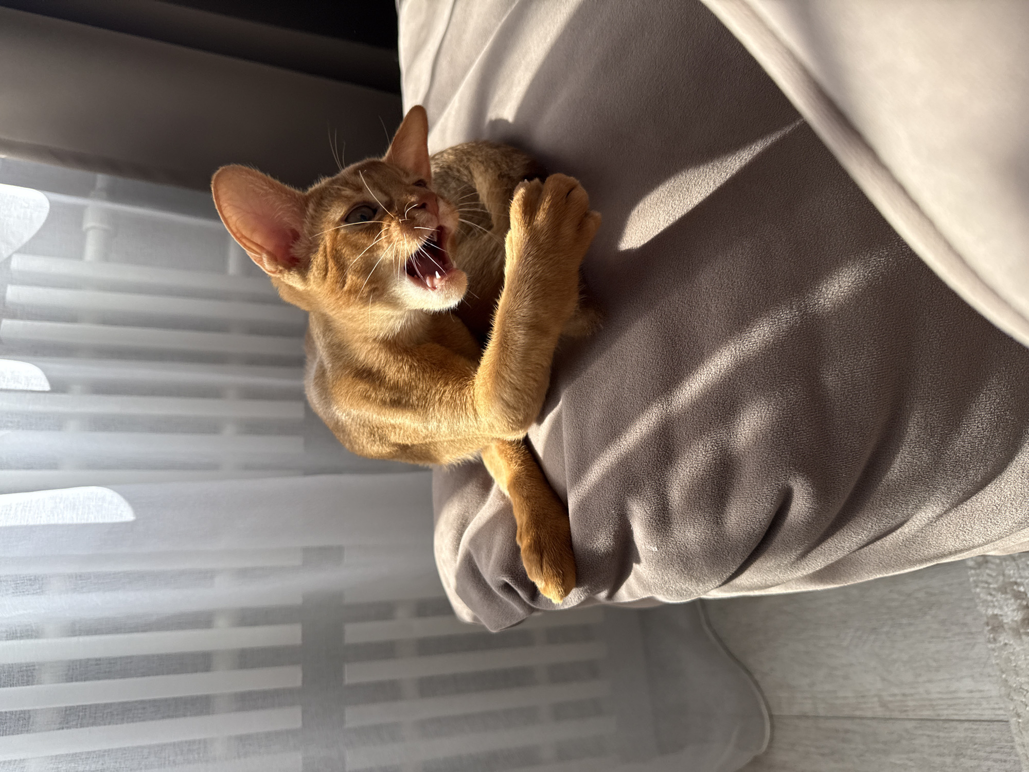 An Abyssinian cat is lying on a taupe-colored cushion, with its mouth open in a yawn or meow. The cat's fur is a warm ginger color with subtle tabby markings. Sunlight streams in from the left, casting shadows across the cushion and the cat's body, highlighting its whiskers and the texture of its fur. In the background, sheer white curtains are visible, with vertical blinds behind them, and a darker curtain to the right. The floor appears to be light-colored wood or laminate, with a rug in the lower left corner. The image is taken indoors, likely in a residential setting. There is no indication of the cat's location in the city of Stary Oskol, Russia.