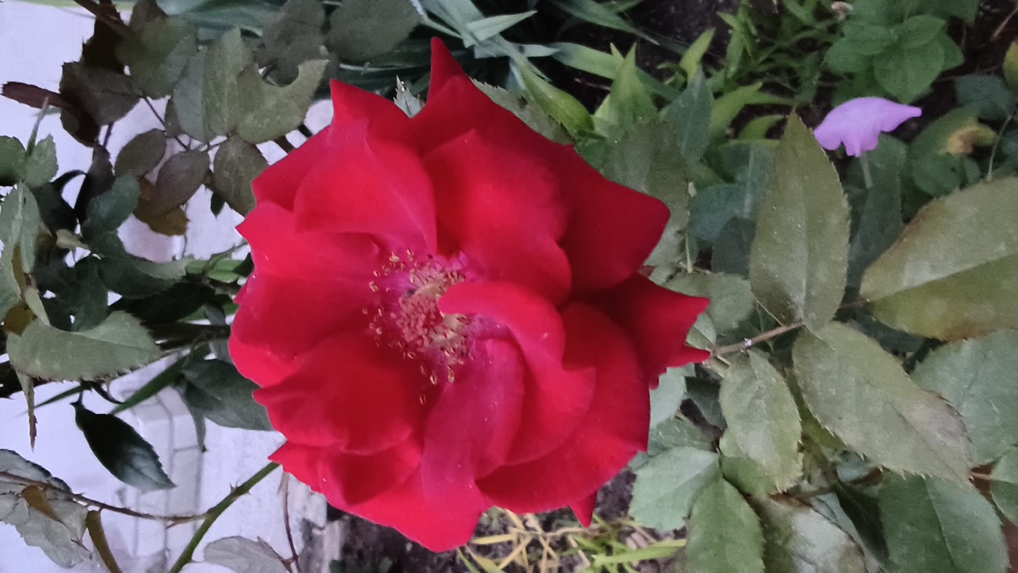 A close-up, vertical shot captures a vibrant red rose bloom, its petals unfurled to reveal a central cluster of yellow stamens. The rose is framed by a backdrop of green leaves, some with a slightly faded hue, and a hint of a pale purple flower peeks out from the lower right. In the upper left, a white brick wall and part of a branch are visible. The setting appears to be an outdoor garden in Mikhaylovka, Russia.