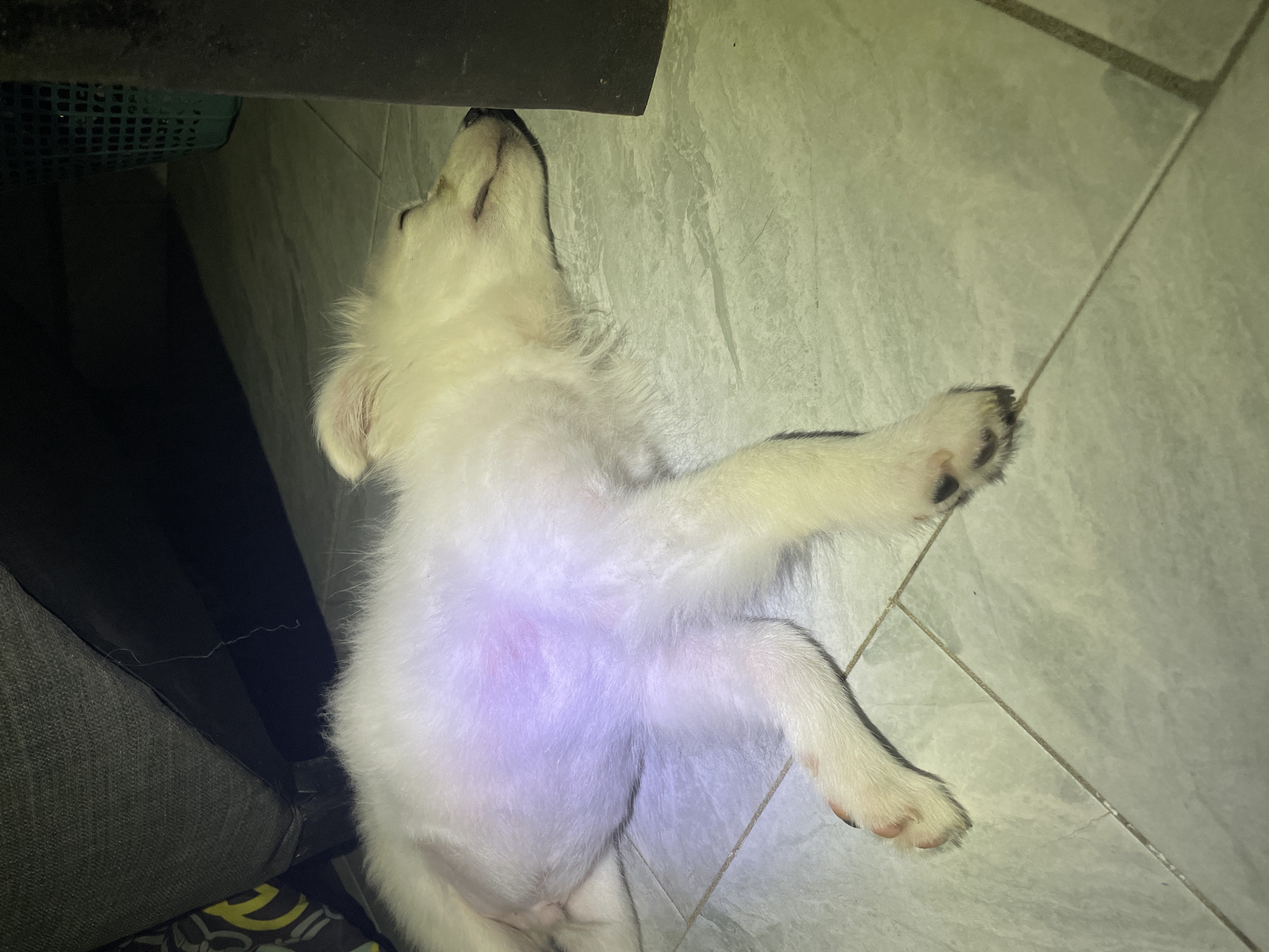 A white puppy is sleeping on a tiled floor. The puppy is lying on its side with its eyes closed and its body relaxed. The floor is light gray and there are dark lines between the tiles. To the left of the puppy is a dark gray sofa with a pattern on it. To the right of the puppy is a dark brown, rectangular object, possibly a table leg or a piece of furniture. In the background, to the upper right, is a blue plastic basket. The lighting in the image is dim, with a purple glow on the puppy's belly. The scene appears to be indoors. The location is stated to be in the city of Iyafin, Nigeria.