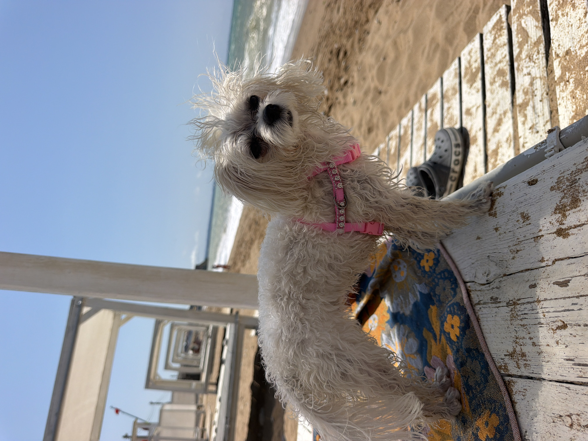 A small white dog with shaggy fur, wearing a pink harness, stands on a wooden platform at the beach. The dog is facing to the right of the frame, with its head turned towards the camera. In the background, the sea is visible with waves breaking on the shore. Beach umbrellas and structures are set up on the sand. A pair of grey Crocs shoes are placed on the wooden platform near the dog. The sky is clear and blue.