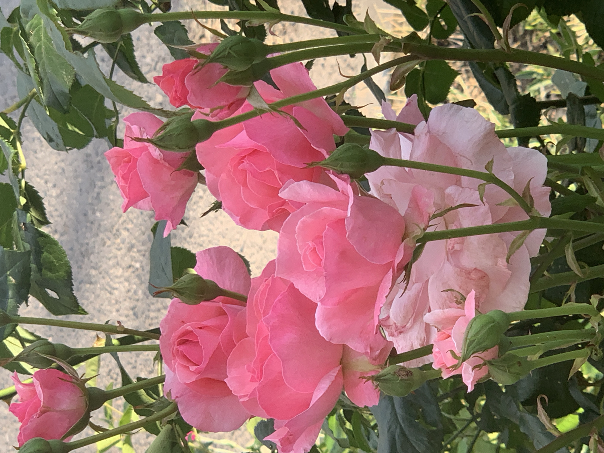 A close-up, eye-level shot captures a cluster of pink roses and their buds against a blurred, light-colored background, possibly a textured wall. The flowers are in various stages of bloom, with some fully opened and revealing their delicate petals, while others are tightly furled buds. The stems are green and sturdy, interspersed with dark green leaves. The lighting suggests it is daytime, with soft light illuminating the scene. No people or other significant objects are visible. The overall impression is one of natural beauty and vibrancy.