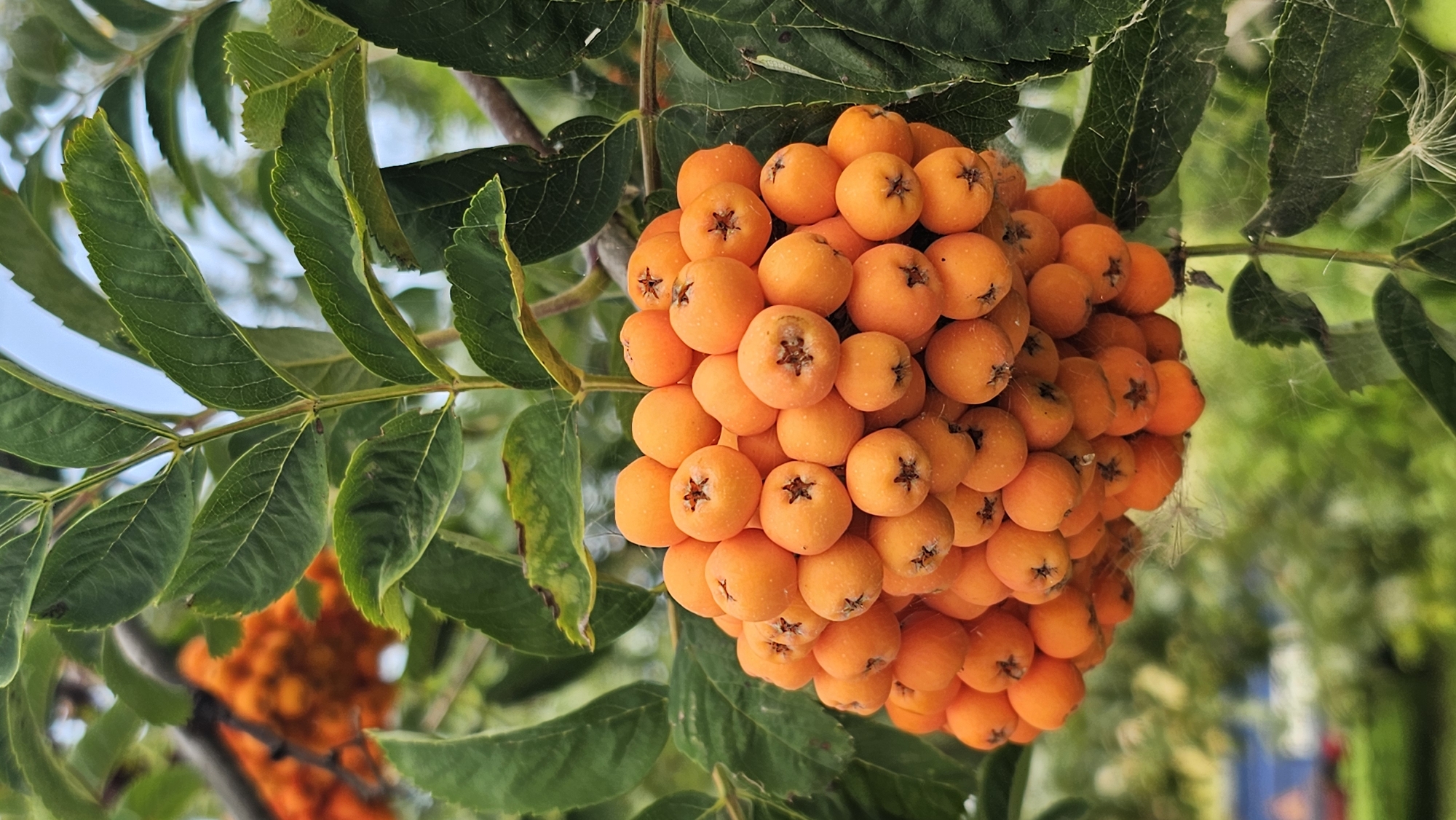 A close-up, vertical shot captures a cluster of vibrant orange rowan berries (Sorbus aucuparia) hanging from a branch. The berries are small and round, tightly packed together, and some exhibit a star-like pattern at their calyx end. Delicate strands of cobweb are visible, clinging to the berries and the surrounding green leaves. The leaves are elongated and serrated, with visible veins. In the background, the scene is softly blurred, suggesting an outdoor environment with hints of greenery and possibly distant buildings, which could be within the city of Romanovka, Russia. The lighting is natural, illuminating the scene from above. No people or animals are visible.