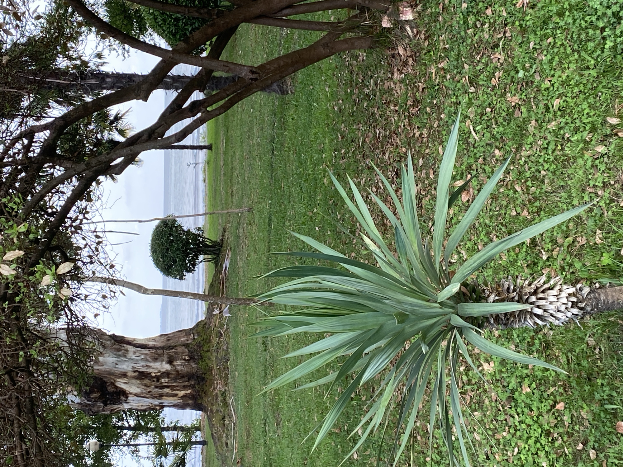 The image depicts a coastal park scene in Sokhumi, Abkhazia. In the foreground, a spiky green plant with a rough, textured trunk stands out against a backdrop of lush green grass interspersed with fallen leaves. To the left, a large, weathered tree with a distinctive white-streaked trunk dominates the midground. Beyond the trees, a calm sea meets the horizon under an overcast sky. Several other trees and a small, rounded bush are scattered throughout the park, contributing to the serene, natural ambiance. The overall impression is one of a tranquil outdoor setting near the water.
