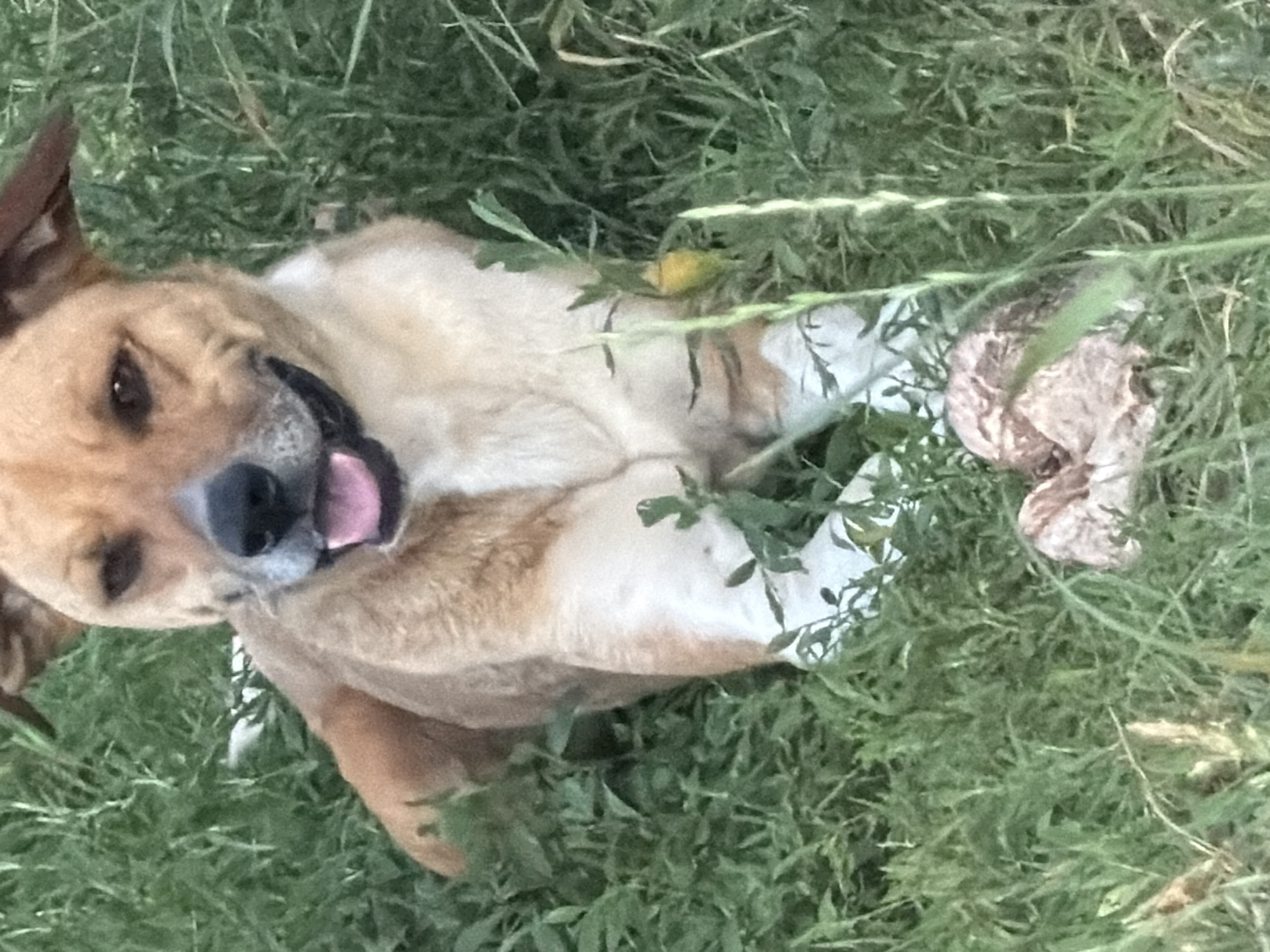 A medium-sized dog with light brown and white fur lies in tall green grass. Its mouth is open, and its tongue is visible. A beige and brown object, possibly a dried piece of wood or plant matter, rests in the grass near the dog's front paws. The background consists of more green grass and some blurred foliage. The scene appears to be outdoors, possibly in a park or a yard in Leningradskaya, Russia.