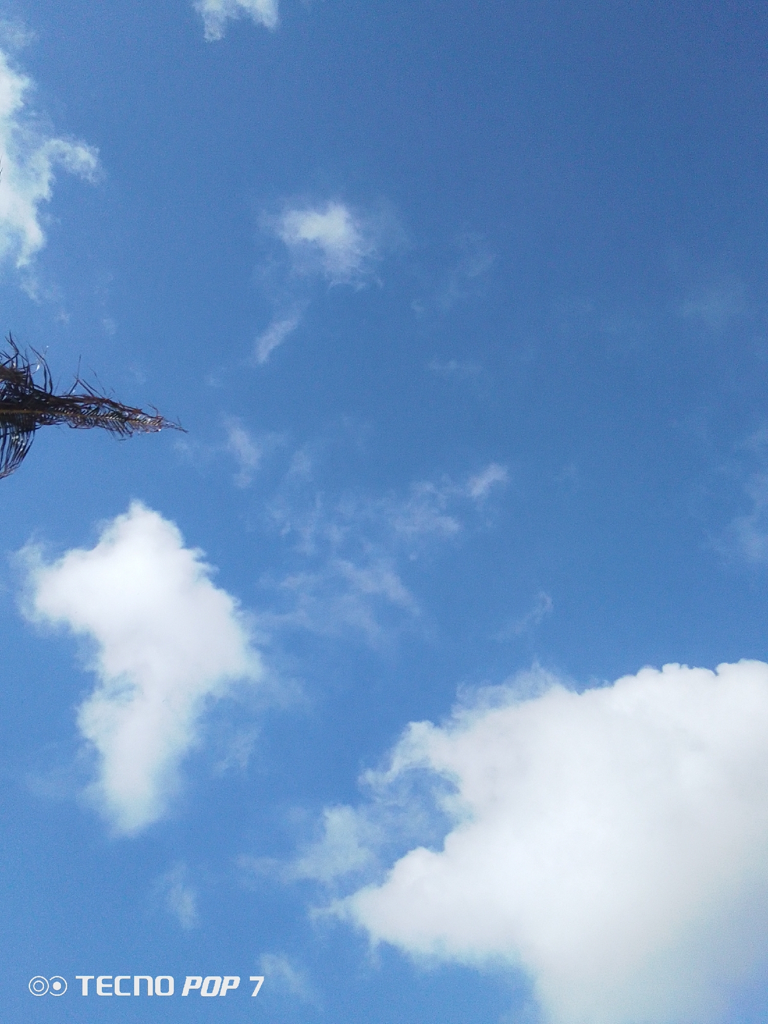 The image shows a bright blue sky with scattered white clouds. In the lower left corner, the text "TECNO POP 7" is visible. Some dry foliage is present on the left side of the image. It is not possible to determine the specific location in Pedro González, Venezuela from the image. There are no people, specific subjects, objects, actions, or interactions visible to describe beyond what is already provided.