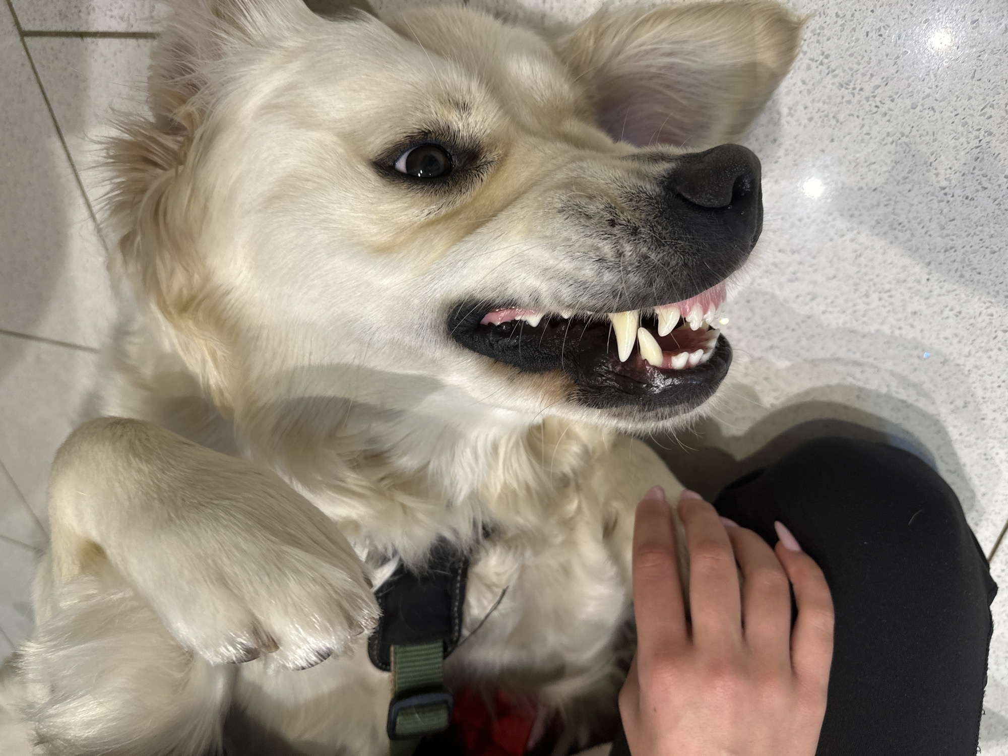 A light-colored dog, appearing to be a Golden Retriever, lies supine on a speckled, light grey tiled floor. Its head is turned towards the viewer, mouth slightly ajar, revealing upper and lower teeth and pink gums. Its right eye is open, dark, and focused. A dark green and black harness is visible on its chest. A human hand, with light pink nail polish, is positioned above the dog's chest on the upper left, while a black fabric garment covers a human leg or knee adjacent to the hand. The environment is an indoor space with direct lighting causing reflections on the floor surface. The specific location within the city of London, United Kingdom, cannot be determined from the visual evidence provided.