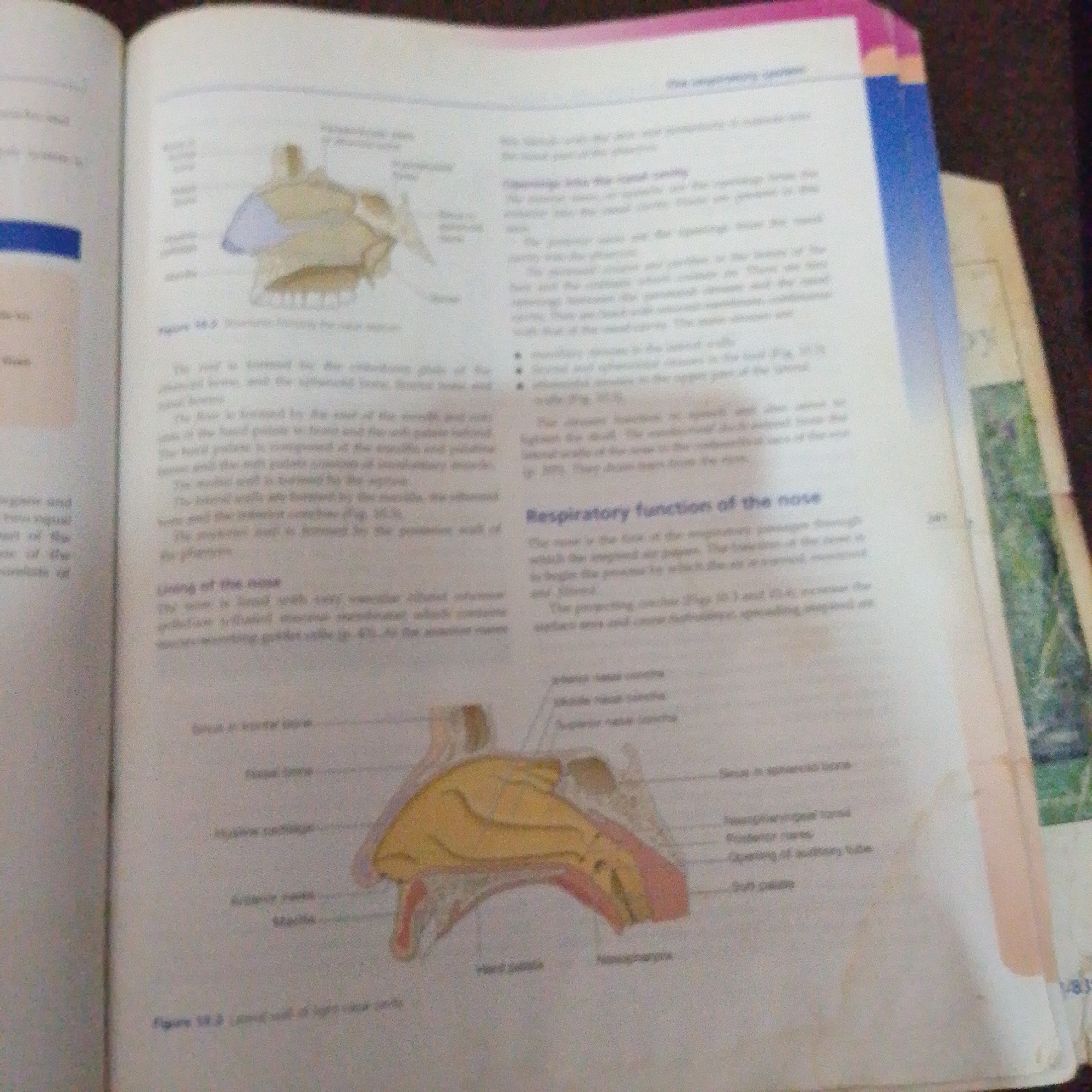 This media file shows an open book with anatomical illustrations of the nasal cavity. The page on the right displays text and a diagram of the nasal cavity, including labels for various structures such as concha, meatus, and septum. The text discusses the respiratory function of the nose and the anatomy of the nasal cavity. The page on the left contains more text, some of which is difficult to read due to image blur. There are also some illustrations of bones within the nasal cavity. The book appears to be a textbook or medical reference. The background suggests a domestic or study environment, with hints of other books or papers. There is no indication of time of day, weather, or emotions. The text is primarily in English.