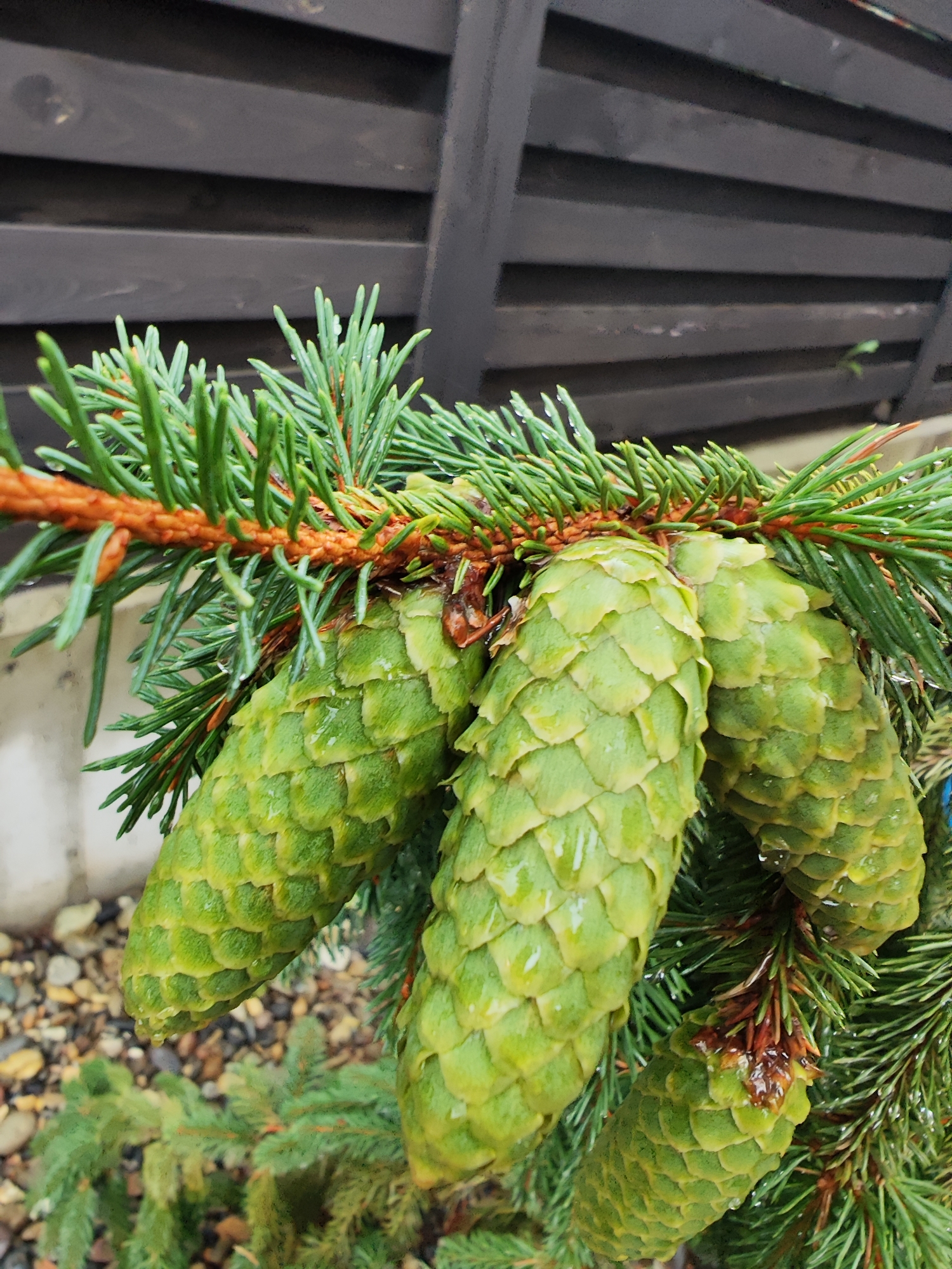A close-up, eye-level shot captures a branch of a spruce tree with several young, green pinecones. The pinecones are elongated and covered in visible scales. Water droplets cling to the pinecones and the needles of the tree, suggesting recent rain. The background features a dark wooden fence with horizontal slats and a blurred patch of gravel and stones. The scene appears to be in an outdoor setting, possibly a garden or yard, in Zima Yuzhnaya, Russia.