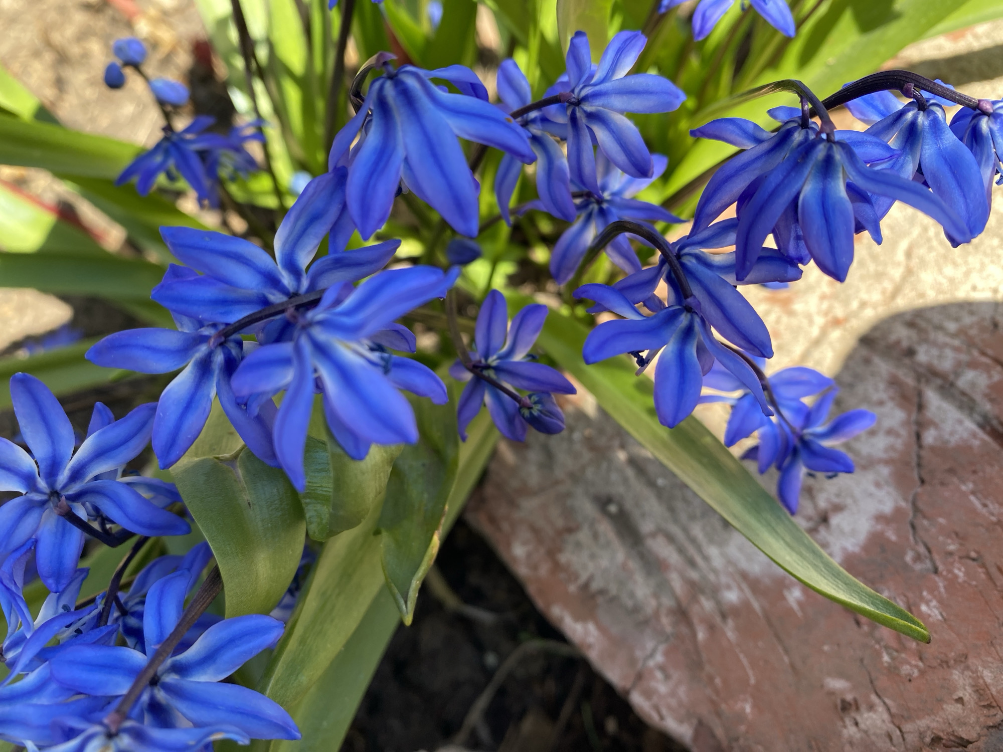 The image captures a close-up of bright blue Scilla flowers, also known as Siberian squill, in full bloom. The flowers feature six petals each and are clustered together with dark, slender stems emerging from a background of green foliage. The flowers are positioned near an aging brick structure. Location: Прикамский, Russia.