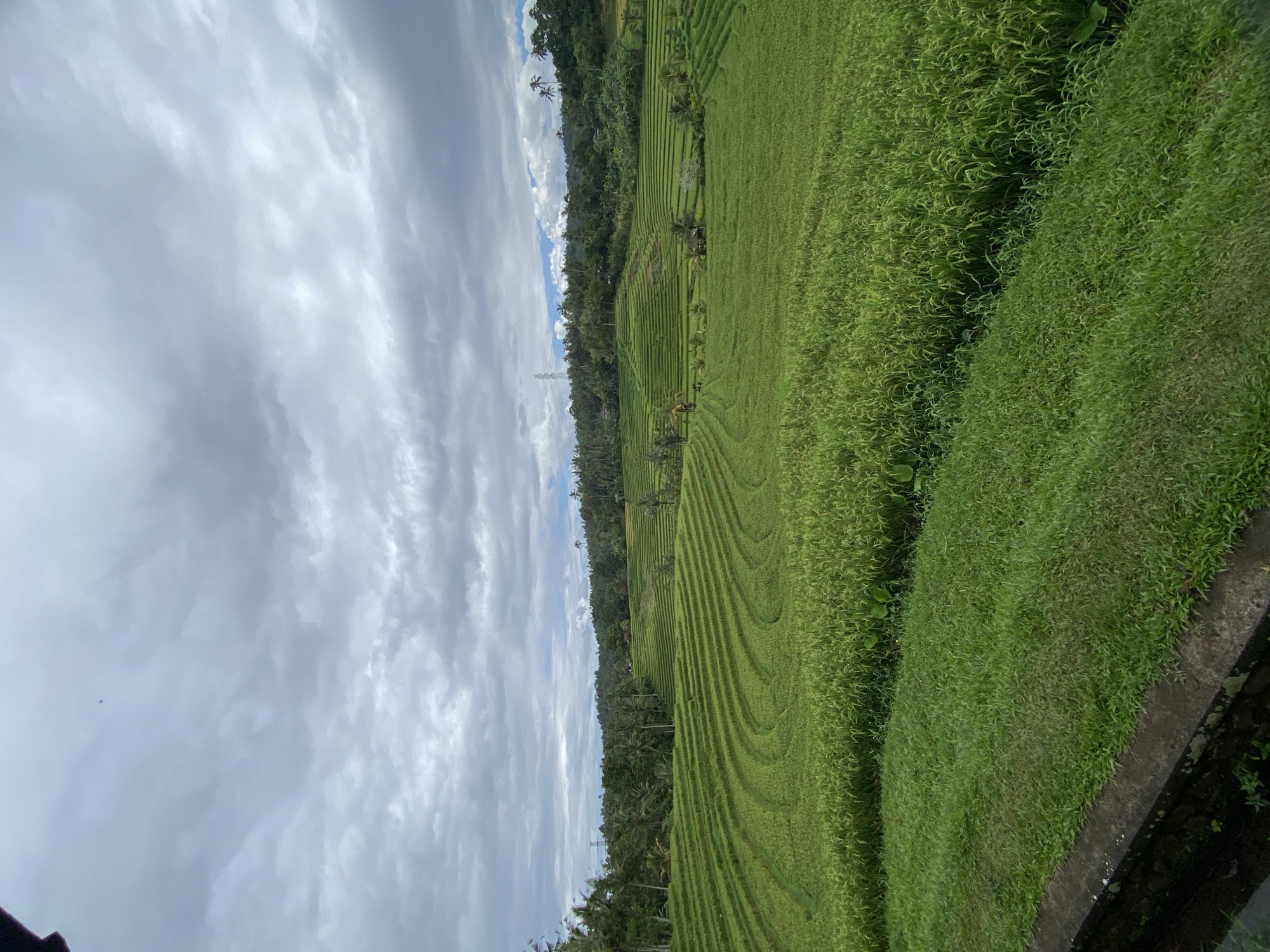 The image depicts terraced rice paddies in Pupuan, Indonesia. The fields are lush green, with distinct layers forming the terraces. A line of trees separates the paddies from a cloudy sky. Power lines are also visible. The foreground includes overgrown grass and a concrete barrier.