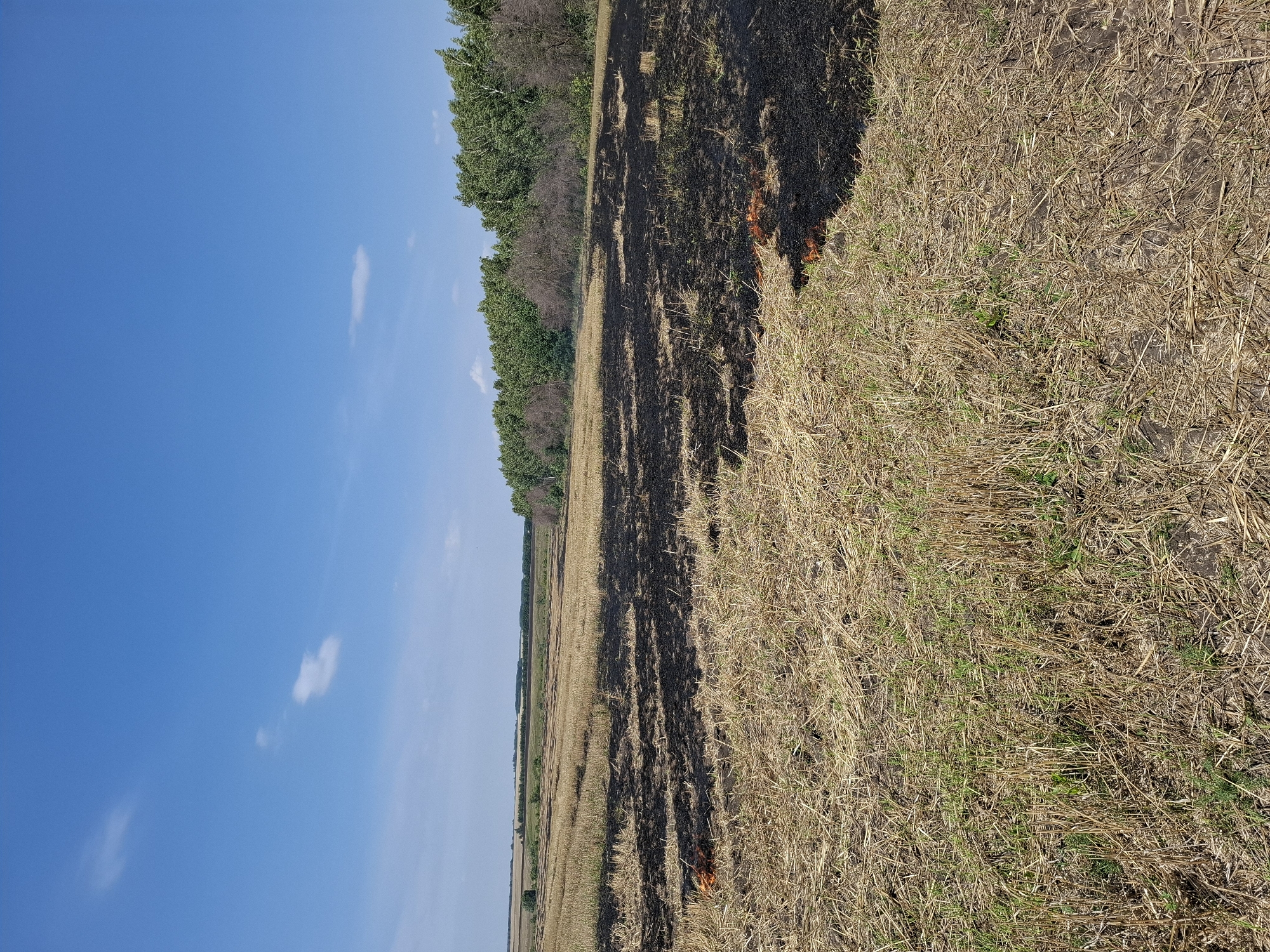 A wide shot captures a rural landscape under a bright blue sky with scattered white clouds. In the foreground and midground, a field of dry, golden stubble extends across the frame. Patches of black ash are visible, indicating a recent controlled burn or wildfire. In the far distance, a line of green trees forms a dense forest bordering the field. To the left, the land appears to recede into a hazy horizon, suggesting a vast expanse of countryside. The scene appears to be located in the vicinity of Malye Kopeny, Russia, given the open terrain and scattered vegetation. There are no people or animals visible in the image.