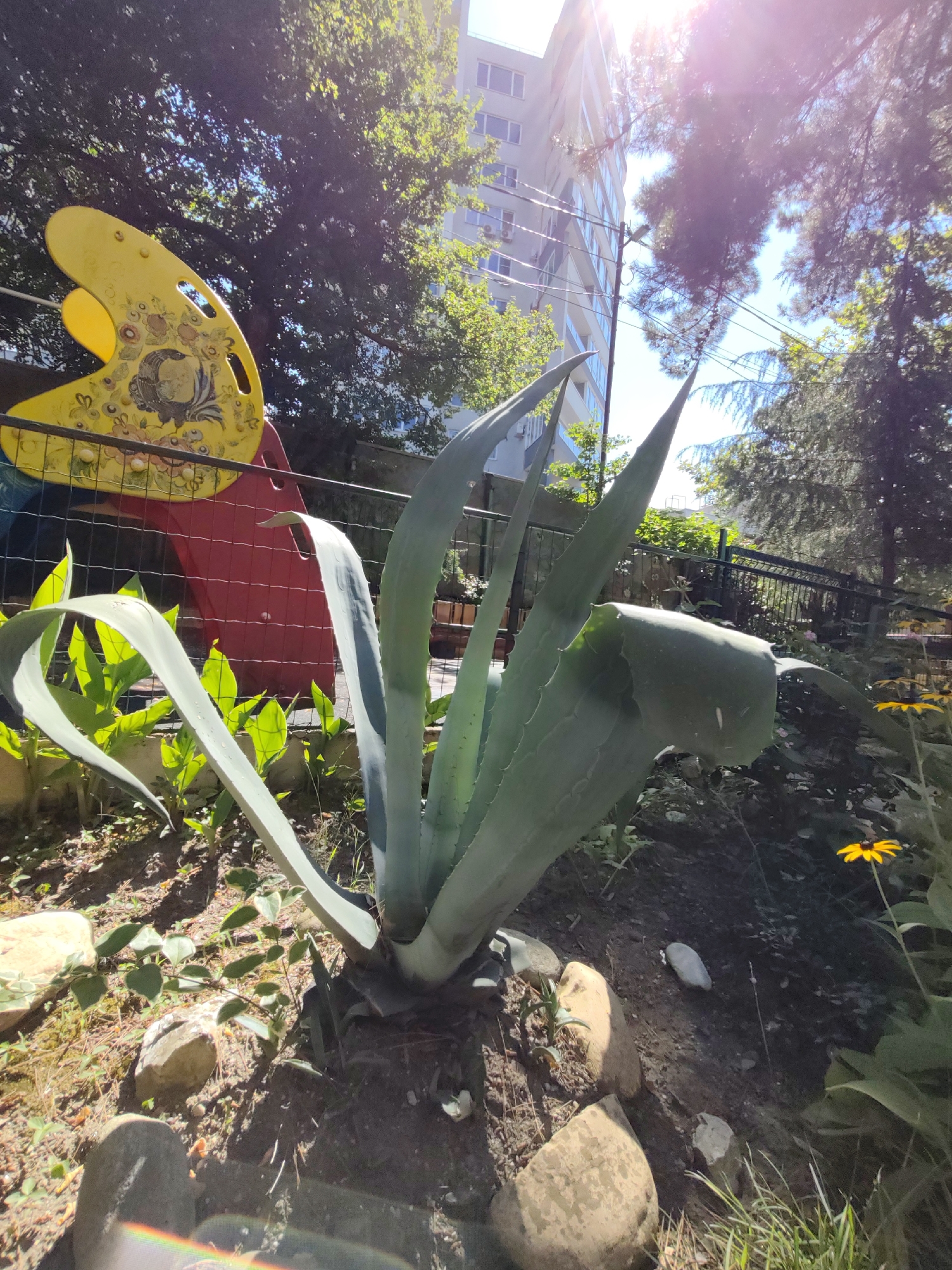The image shows an outdoor scene with a large agave plant in the foreground. Behind the plant, a playground structure with yellow and red elements is partially visible, along with a metal fence. In the background, a modern apartment building stands tall against a blue sky, with trees and power lines interspersed. Sunlight streams down, creating lens flare and highlighting the greenery. The setting appears to be a residential area in Sochi, Russia, likely a courtyard or a small park.