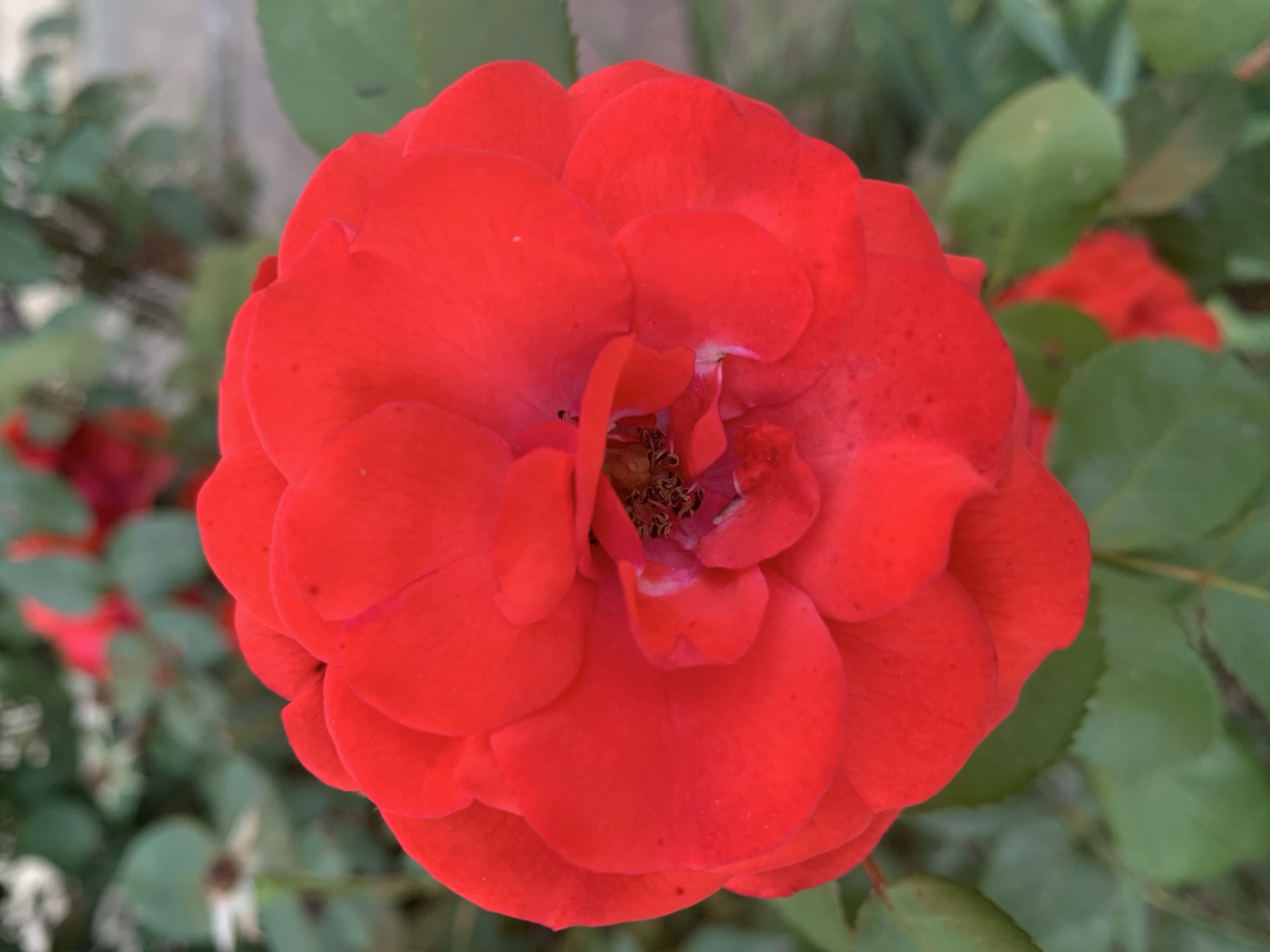 A close-up, eye-level, vertical shot focuses on a vibrant red rose in full bloom. The rose's petals are densely packed and appear velvety, with some slight wilting or damage visible in the center where the stamens are exposed. The background is blurred, revealing more of the rose's stem and leaves, as well as hints of other red flowers and greenery, suggesting a garden setting. The lighting appears natural, casting subtle shadows on the petals and highlighting their rich color.