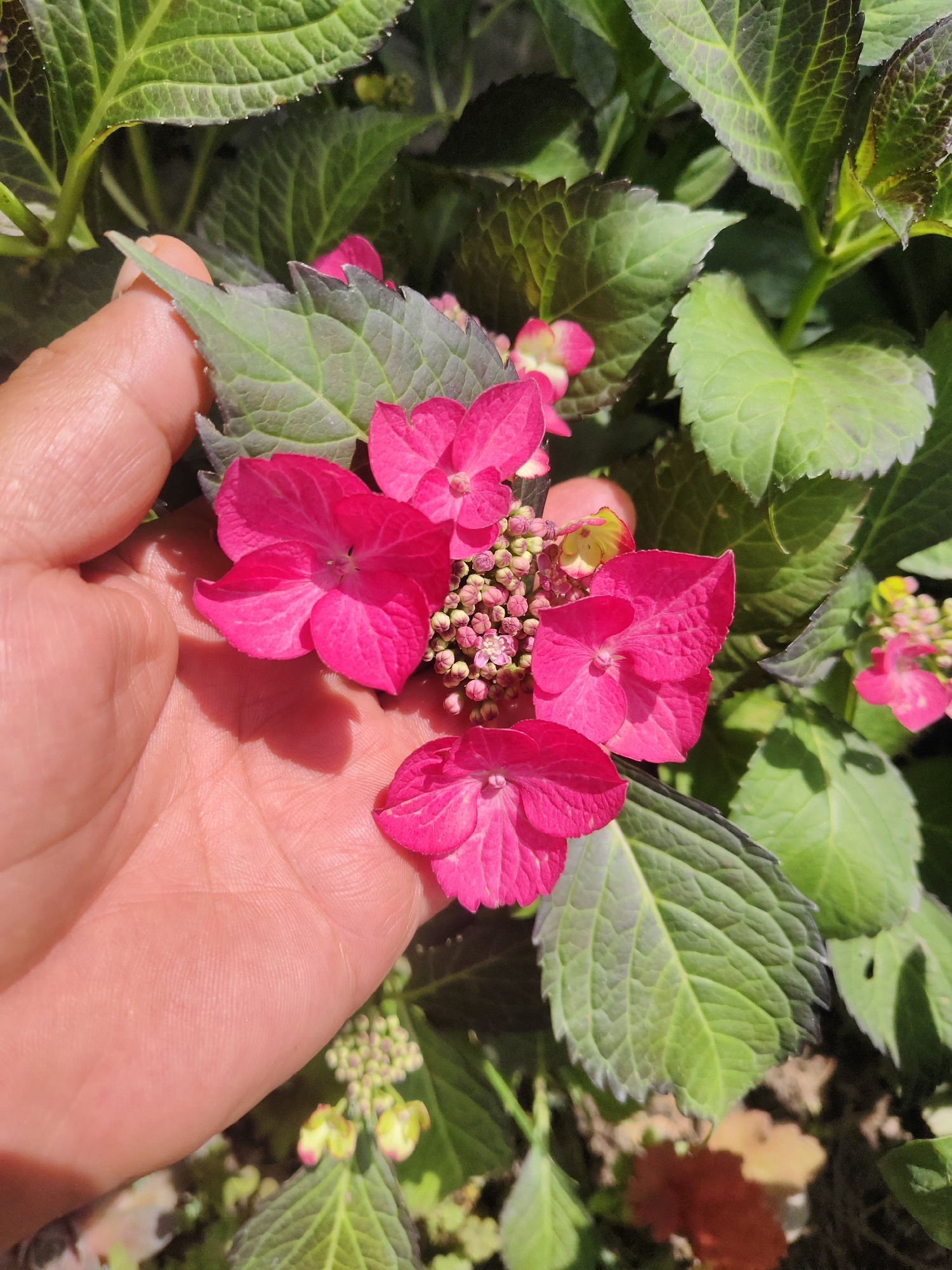 Memory