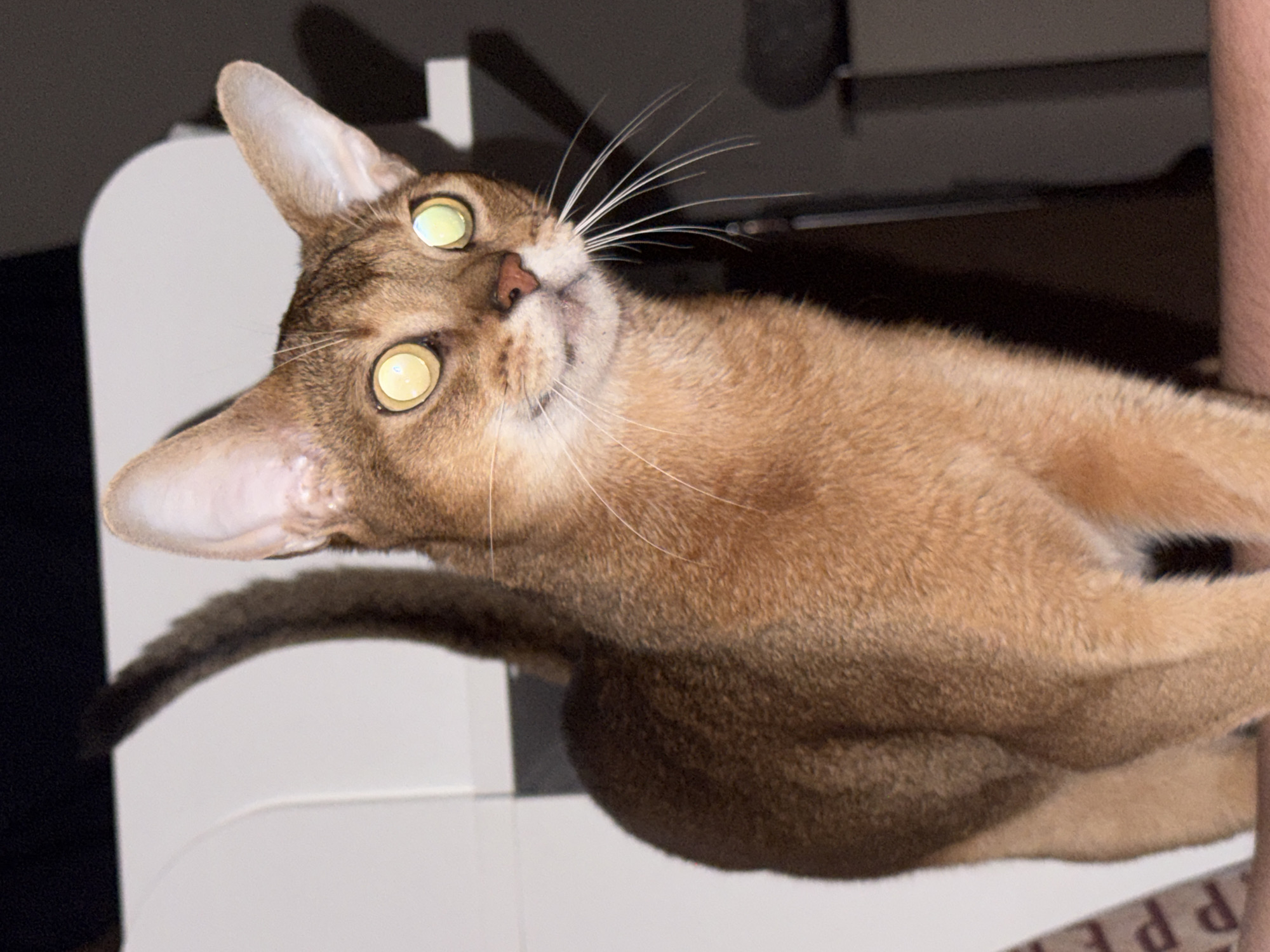 An Abyssinian cat with bright yellow eyes stands in front of a white chair and a dark background. The cat's fur is a reddish-brown color with darker tabby markings. Its tail is held high, and its whiskers are prominent. The cat is looking slightly to the right of the camera. The lighting suggests an indoor setting, possibly a home. The specific location in the city of Chaikovsky, Russia, cannot be determined from the image alone.
