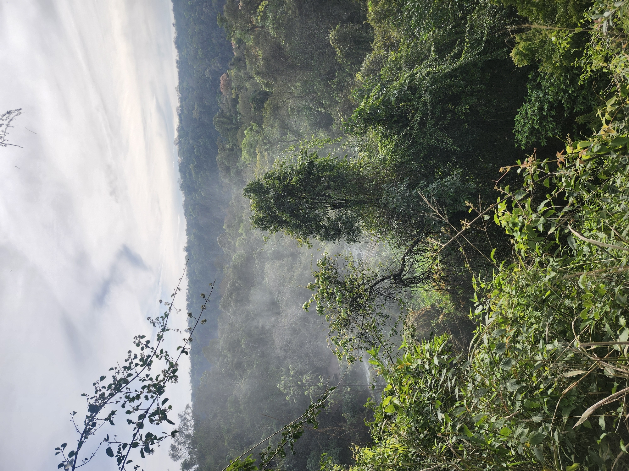 The image captures a lush, verdant landscape characteristic of the Iguazu National Park near Puerto Iguazú, Argentina. In the foreground, dense green foliage, including leaves and branches, partially obscures the view. Beyond this, a misty, jungle-like environment unfolds, with a visible stream or river winding through the trees. Steam or mist rises from the water, creating an atmospheric haze that softens the distant, densely packed trees of the rainforest. The sky above is partly cloudy with wispy formations. The scene is entirely natural, with no visible human presence or man-made structures.