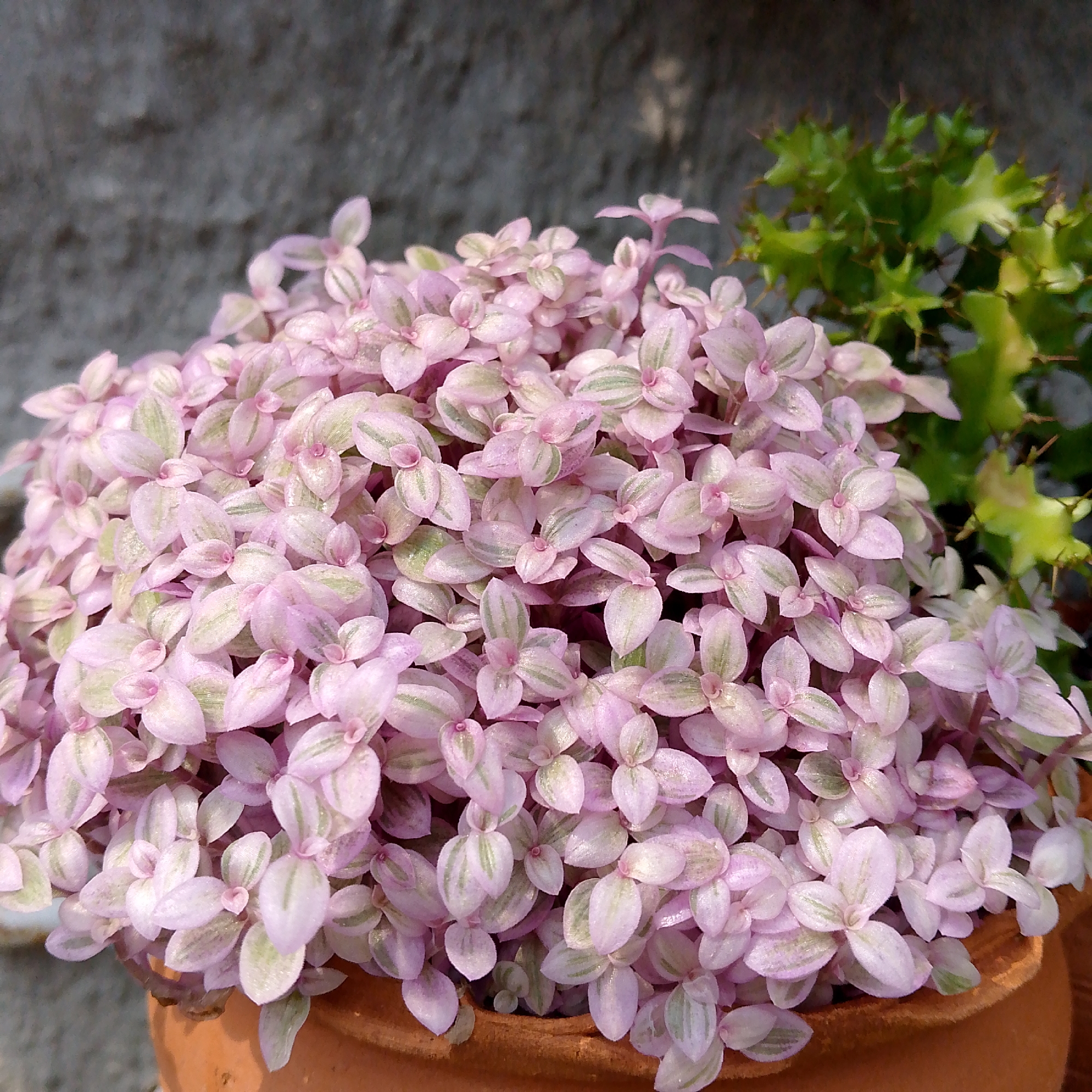 A close-up shot of a pot with a dense growth of Callisia repens 'Pink Panther' or a similar cultivar, characterized by its small, pink leaves with green stripes. The plant fills most of the frame, cascading slightly over the edge of the terracotta pot it is planted in. Behind the pink plant, a green succulent or cactus species with star-shaped segments is partially visible. The background consists of a concrete wall. The photo appears to have been taken in outdoor lighting, likely during the daytime. The location is Tinaquillo, Venezuela.