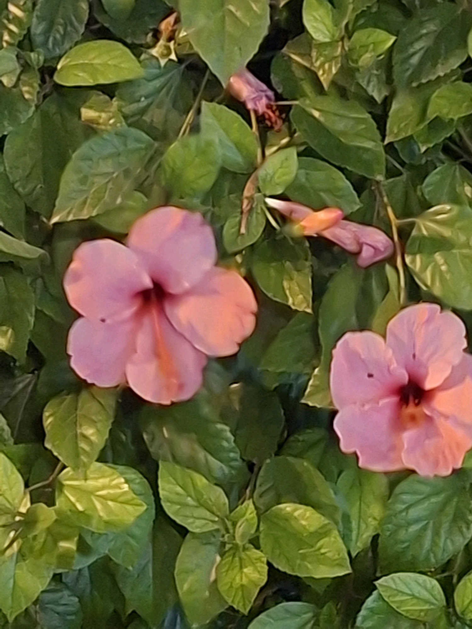 The image displays a close-up view of pink hibiscus flowers amidst lush green foliage. The flowers, two fully bloomed and several buds, are the primary subjects. The texture of the petals appears soft and delicate. The leaves are vibrant green, with some showing a slight sheen, suggesting they are healthy and well-hydrated. The lighting appears to be natural, casting soft shadows and highlighting the contours of the flowers and leaves. The scene is characteristic of a garden or park setting, potentially in a warm climate. Torrevieja, Spain, is known for its Mediterranean climate and abundant floral displays, making it a plausible location for such a scene. The image does not contain any people or specific landmarks that would pinpoint an exact location within the city.