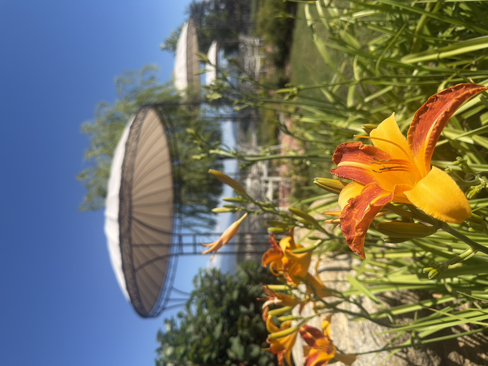 This is an outdoor, close-up photograph of orange and yellow daylilies in bloom, with a shallow depth of field that blurs the background. The flowers are in the foreground, with their petals and stamens clearly visible. Behind the flowers, there are blurred shapes of green foliage and the tops of two large gazebo-like structures with light-colored canopies and dark metal frames. The sky above is a clear, bright blue. The overall impression is of a sunny day in a garden or outdoor venue. The scene is likely located in the municipality of Kocherinovo, Bulgaria, given the context of the request. No people or specific actions are depicted.