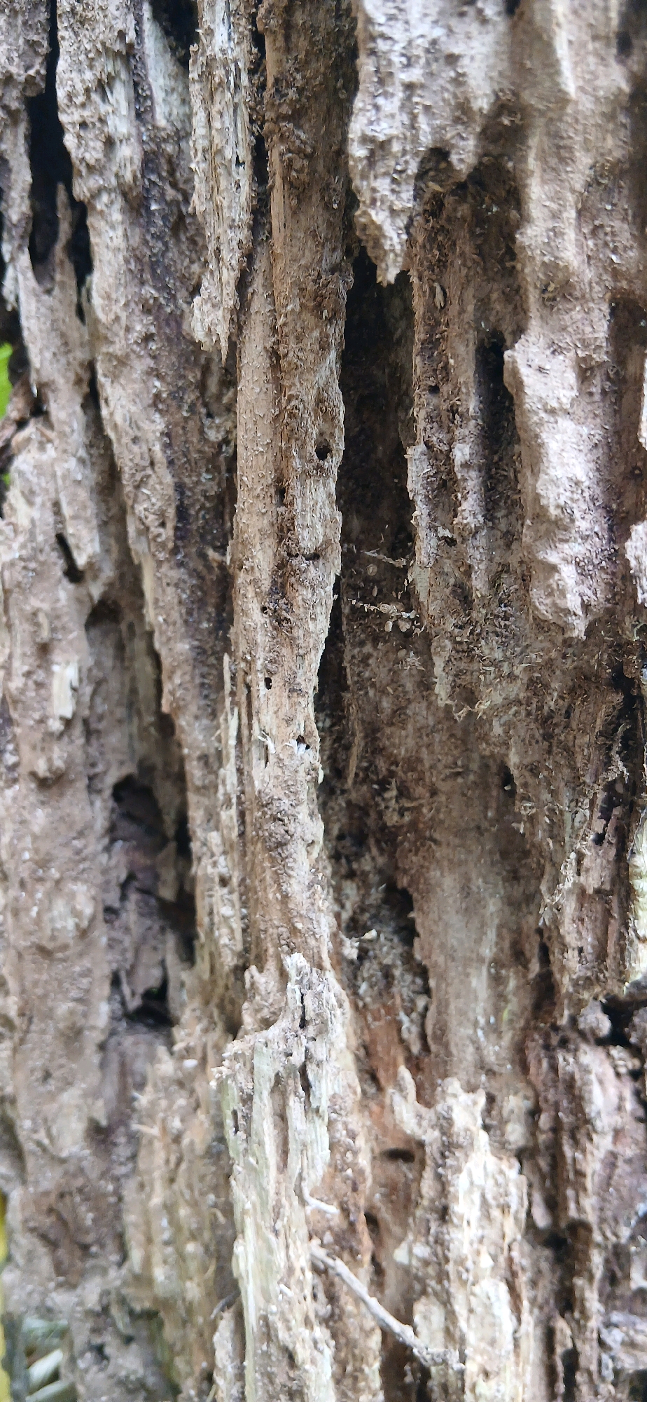 The image is a close-up, vertical shot of the weathered and decaying bark of a tree. The bark is textured with deep grooves, cracks, and rough, splintered surfaces, indicating significant age and exposure to the elements. Small holes, possibly from insects, are visible in some sections of the bark. The color palette is dominated by various shades of brown and gray, with some lighter, almost white, patches where the bark is more severely eroded. The background is softly blurred, with hints of green, suggesting a natural environment. The image provides no information about the city of Samarinda, Indonesia, or any people, actions, or interactions. It is purely a detailed study of decaying wood texture.