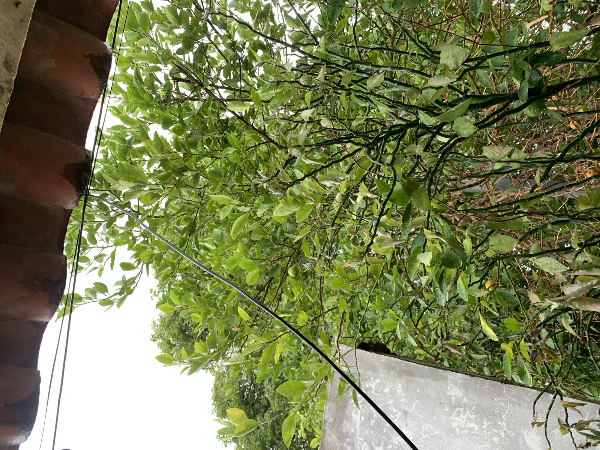 The image depicts an upward-angled view of an outdoor scene in the city of Santa Ana, Venezuela. A dense canopy of green foliage, primarily from a tree or large bush, fills the majority of the frame. The leaves are vibrant green, and many appear wet, indicating recent precipitation. Visible among the leaves and intricate, thorny branches are small, round, green fruits, consistent with limes or other citrus fruits.
At the top of the image, a reddish-brown tiled roof overhang is visible, featuring a corrugated pattern. Dark, possibly wet or moldy areas are present underneath the tiles. A thick, black utility wire diagonally bisects the upper left portion of the frame, extending from the upper left towards the mid-right. On the left side, a section of a light grey, weathered concrete or stucco wall with visible texture and minor cracks is present. The sky, seen through gaps in the foliage and above the roof, is bright white and overcast. No individuals or animals are present in the scene.